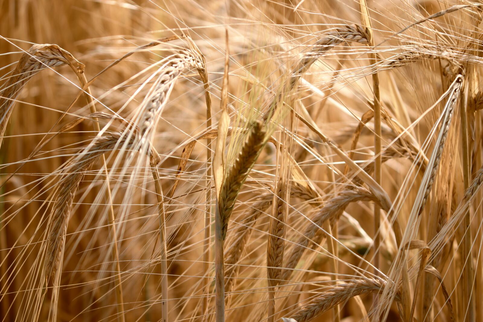 Canon EOS 200D (EOS Rebel SL2 / EOS Kiss X9) sample photo. Barley, cereals, spike photography