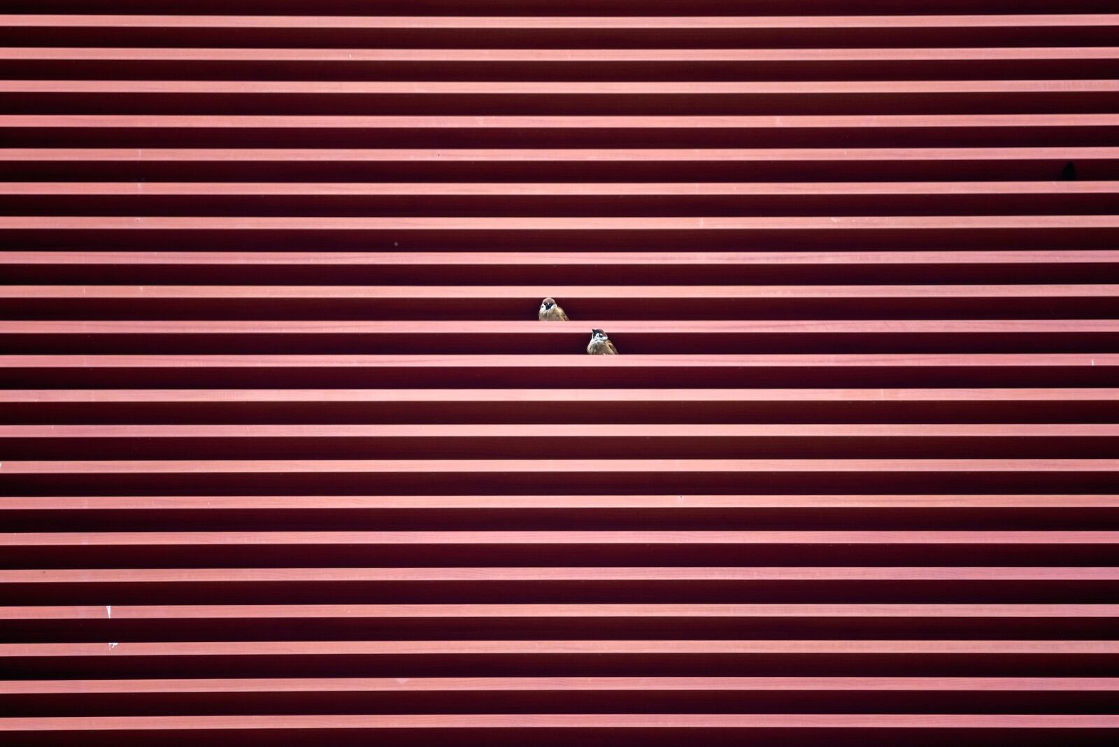 Nikon D750 sample photo. Bird, perspective, absurd photography