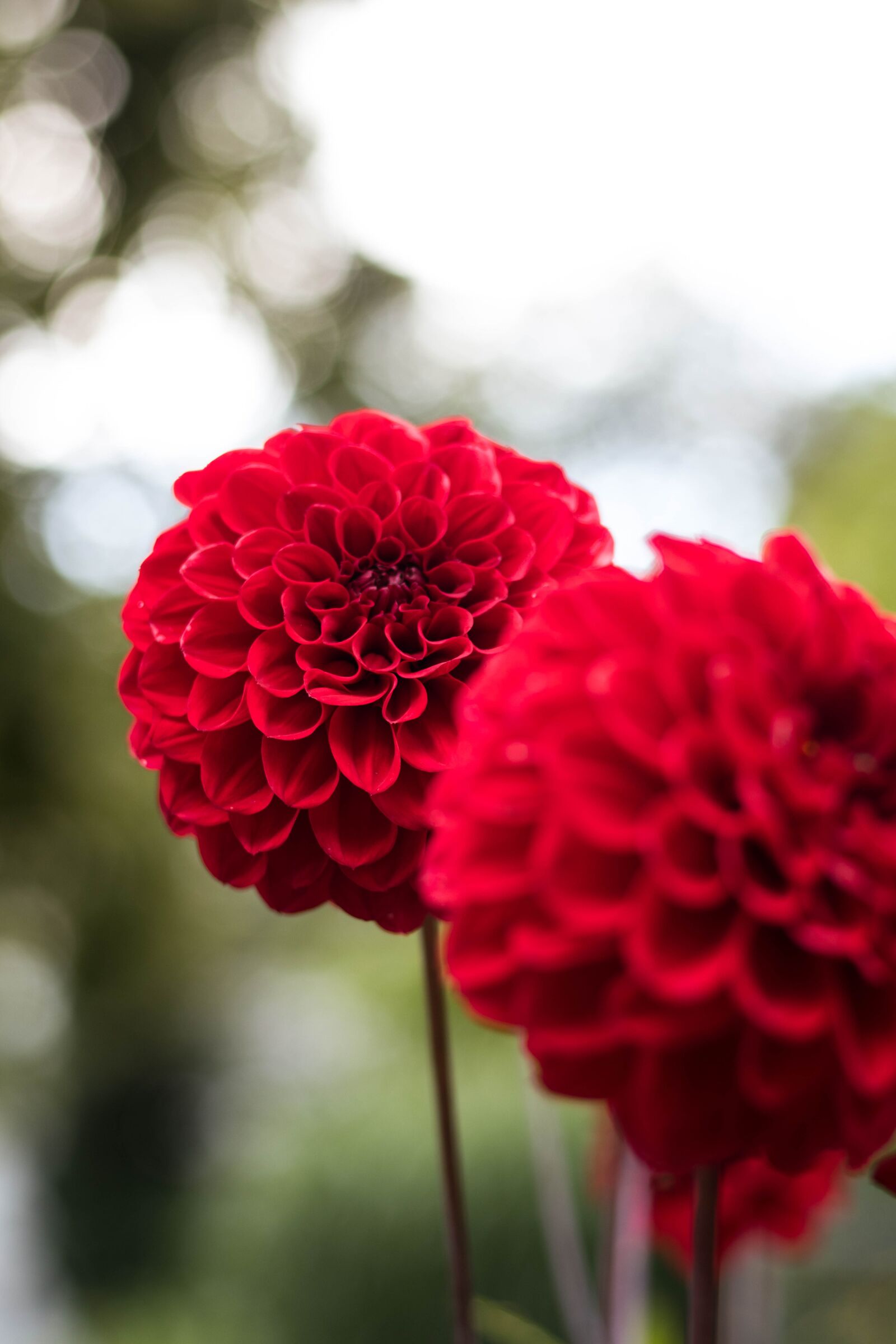 Canon EOS 80D sample photo. Flower, nature, organic photography