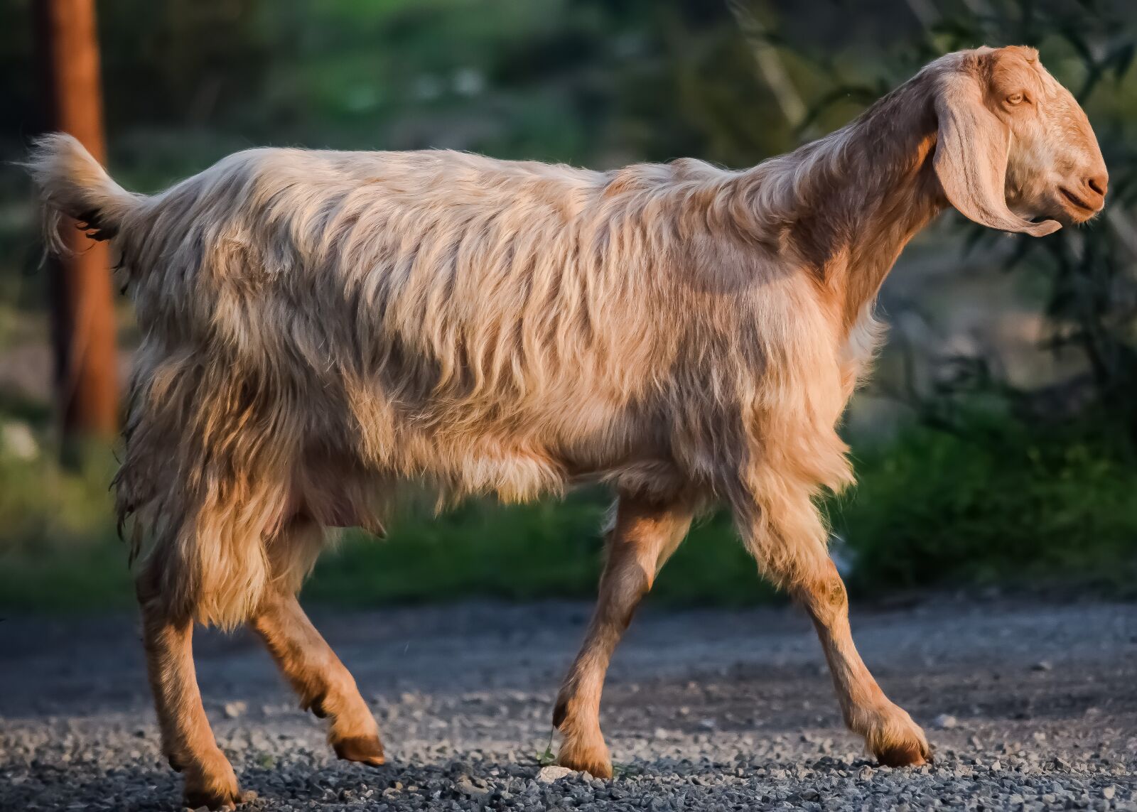 Nikon D3300 sample photo. Goat, animal, mammal photography