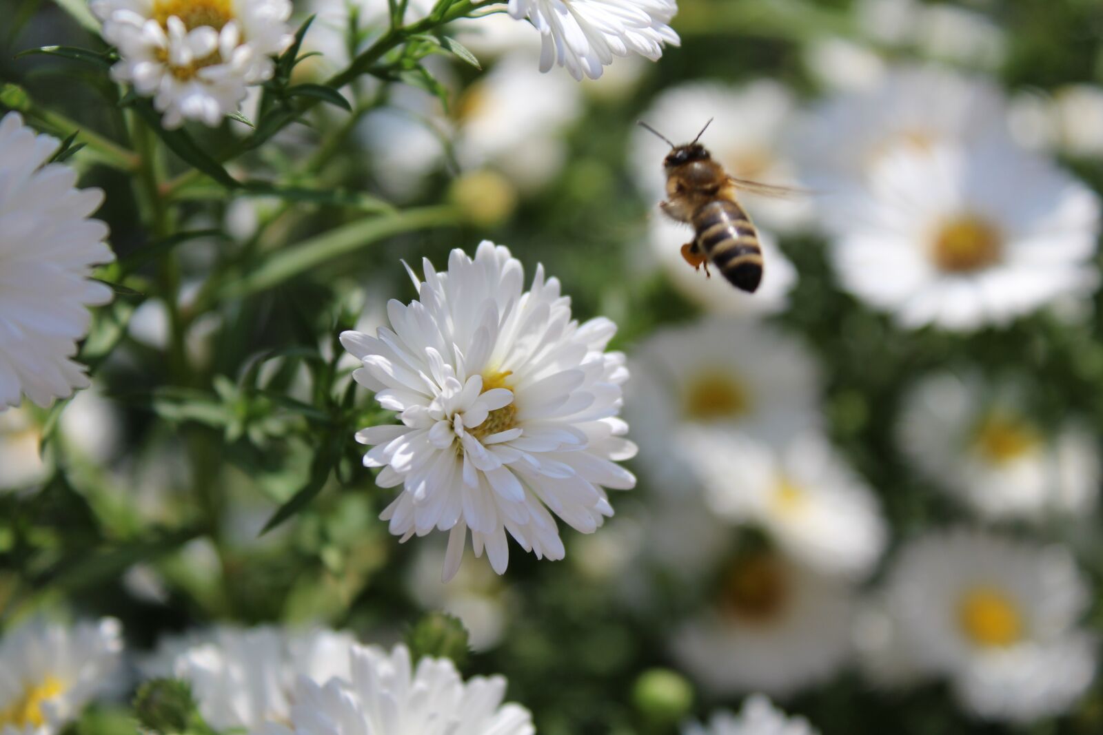 Canon EOS 1200D (EOS Rebel T5 / EOS Kiss X70 / EOS Hi) sample photo. Flowers, white, background photography