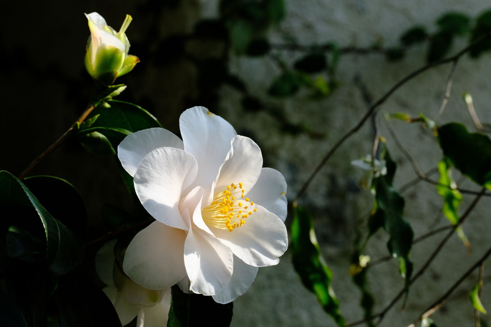Fujifilm X-T20 sample photo. Camellia, flowers photography