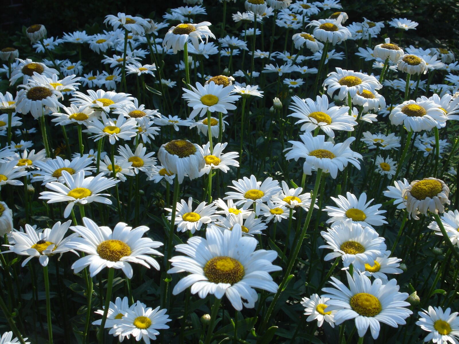 Sony DSC-W55 sample photo. Daisy, many, bloom photography