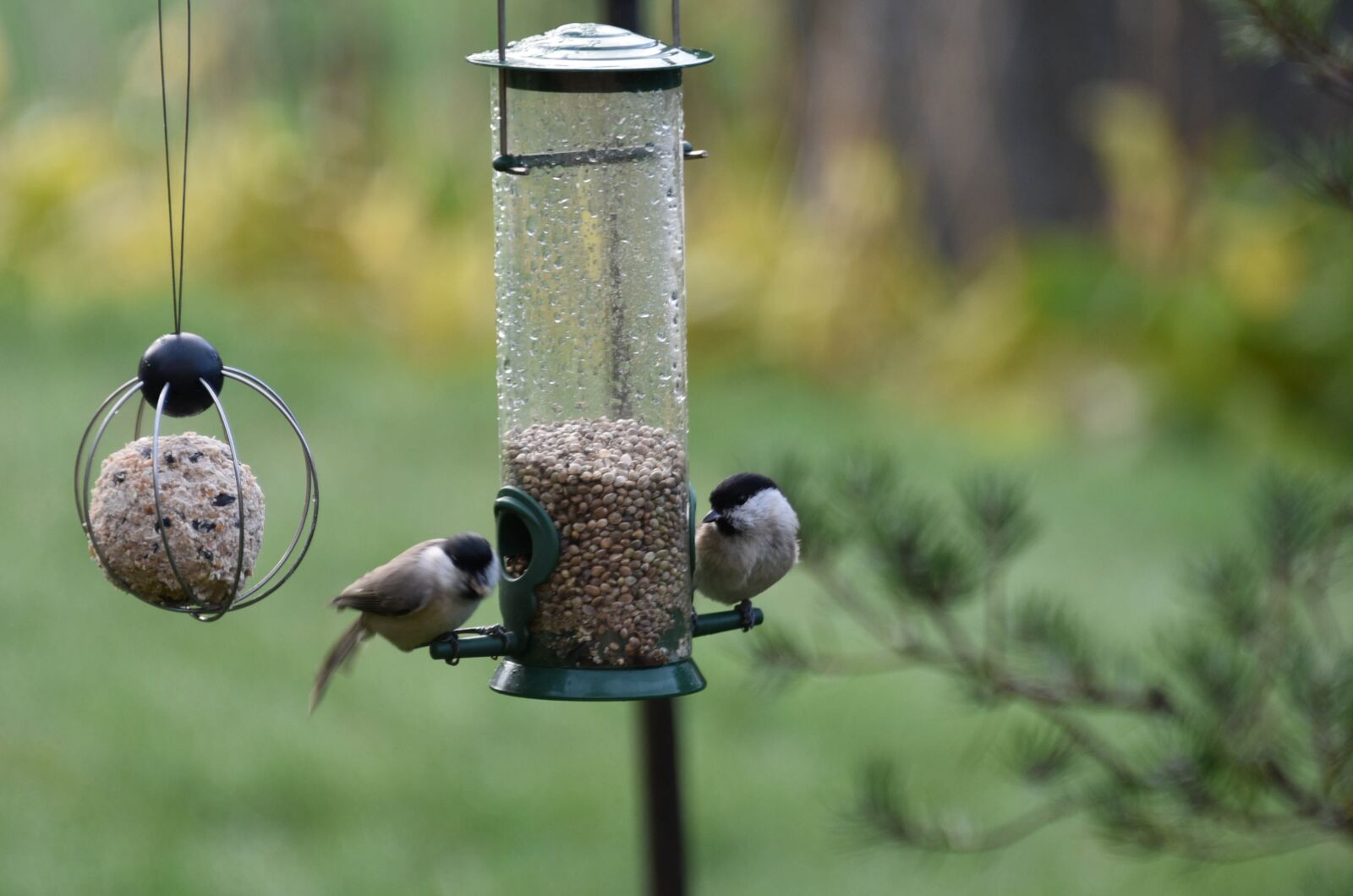 Nikon D750 sample photo. Birds, autumn, nature photography