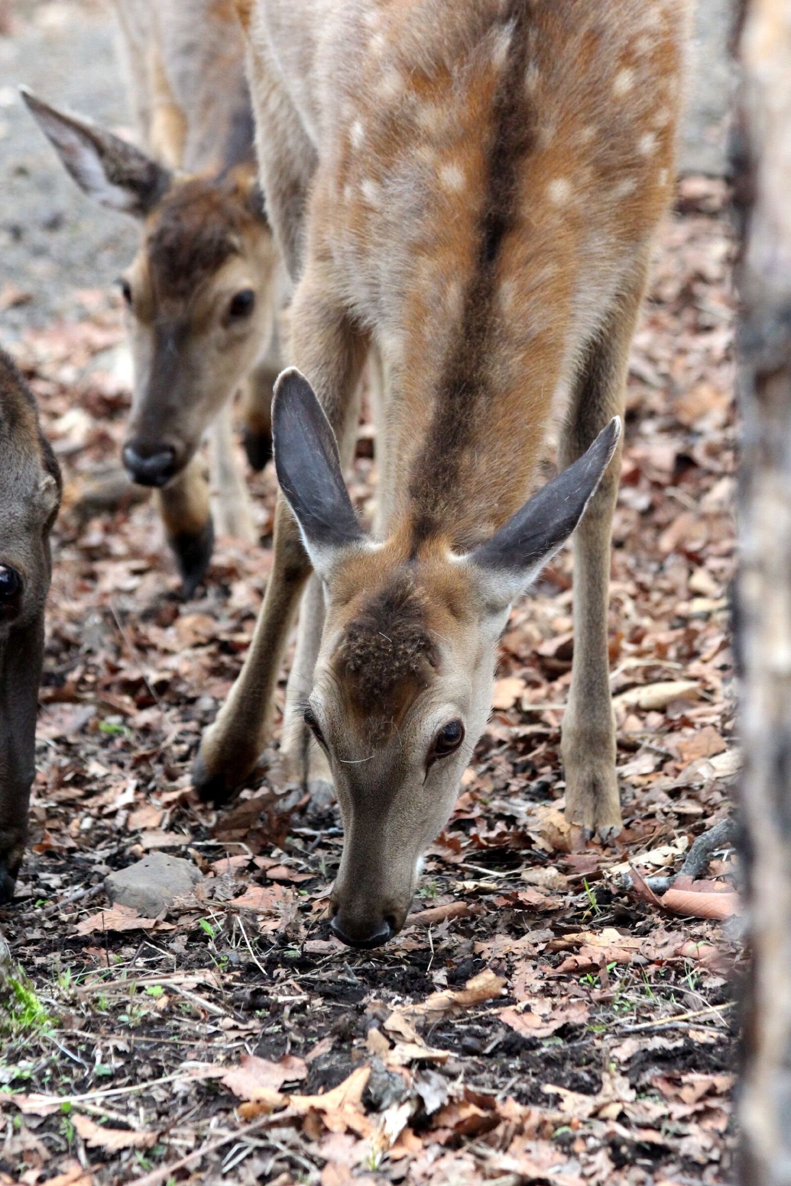 Canon EOS 650D (EOS Rebel T4i / EOS Kiss X6i) sample photo. Spotted deer, cervus nippon photography