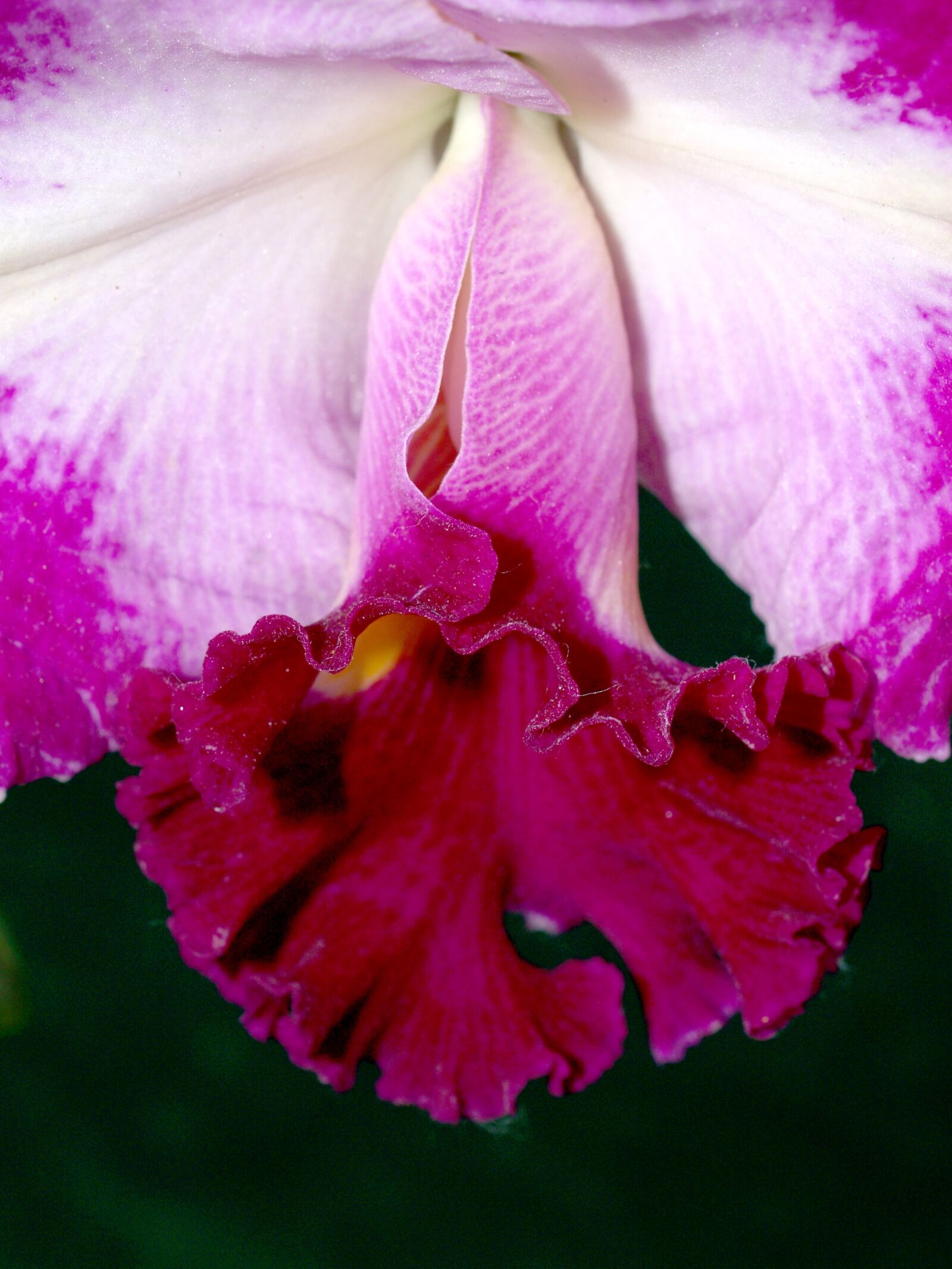 Olympus E-300 (EVOLT E-300) sample photo. Orchid, flower, bright photography