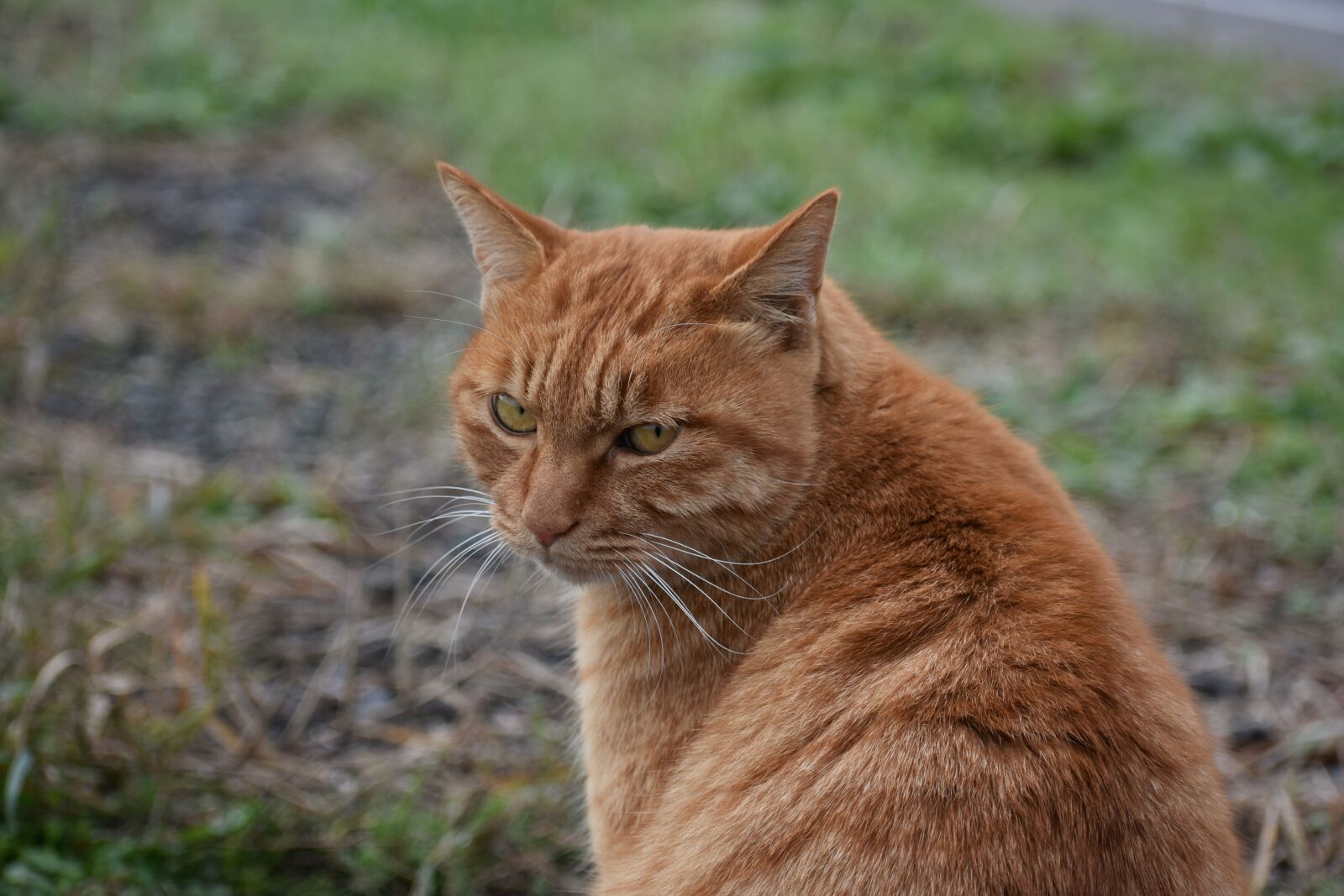 Nikon D7200 sample photo. Animal, cat, eyes photography