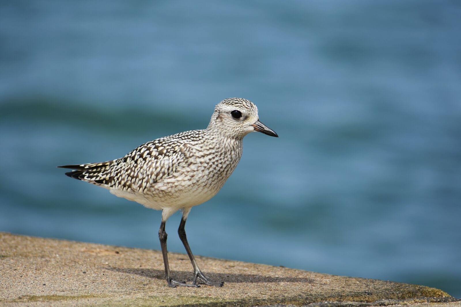 Nikon D7200 sample photo. Animal, sea, bird photography