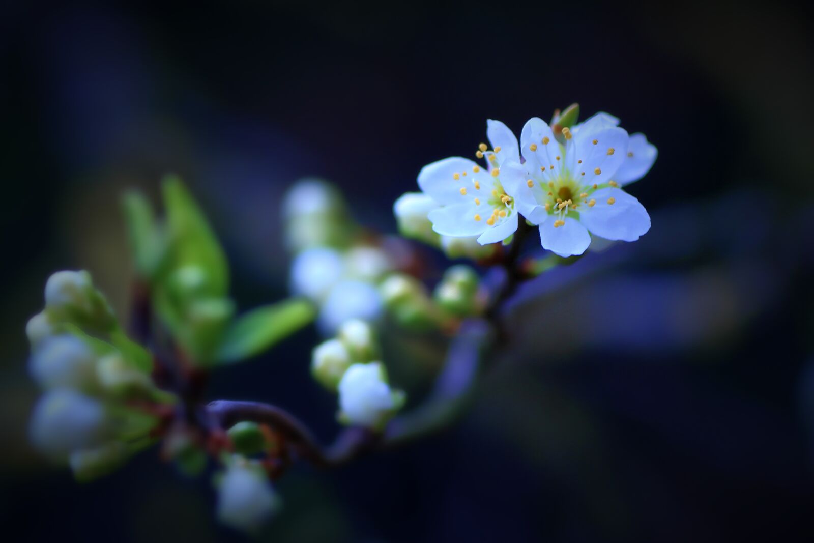 Tamron SP 90mm F2.8 Di VC USD 1:1 Macro sample photo. Fruit tree blossoming, plum photography