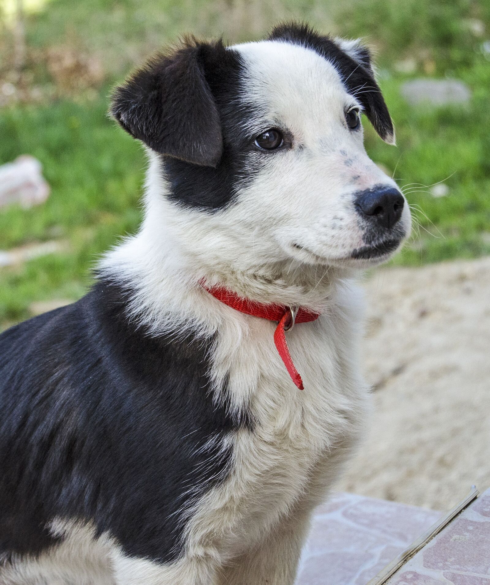 Nikon D5100 sample photo. Puppy, dog, sheep photography
