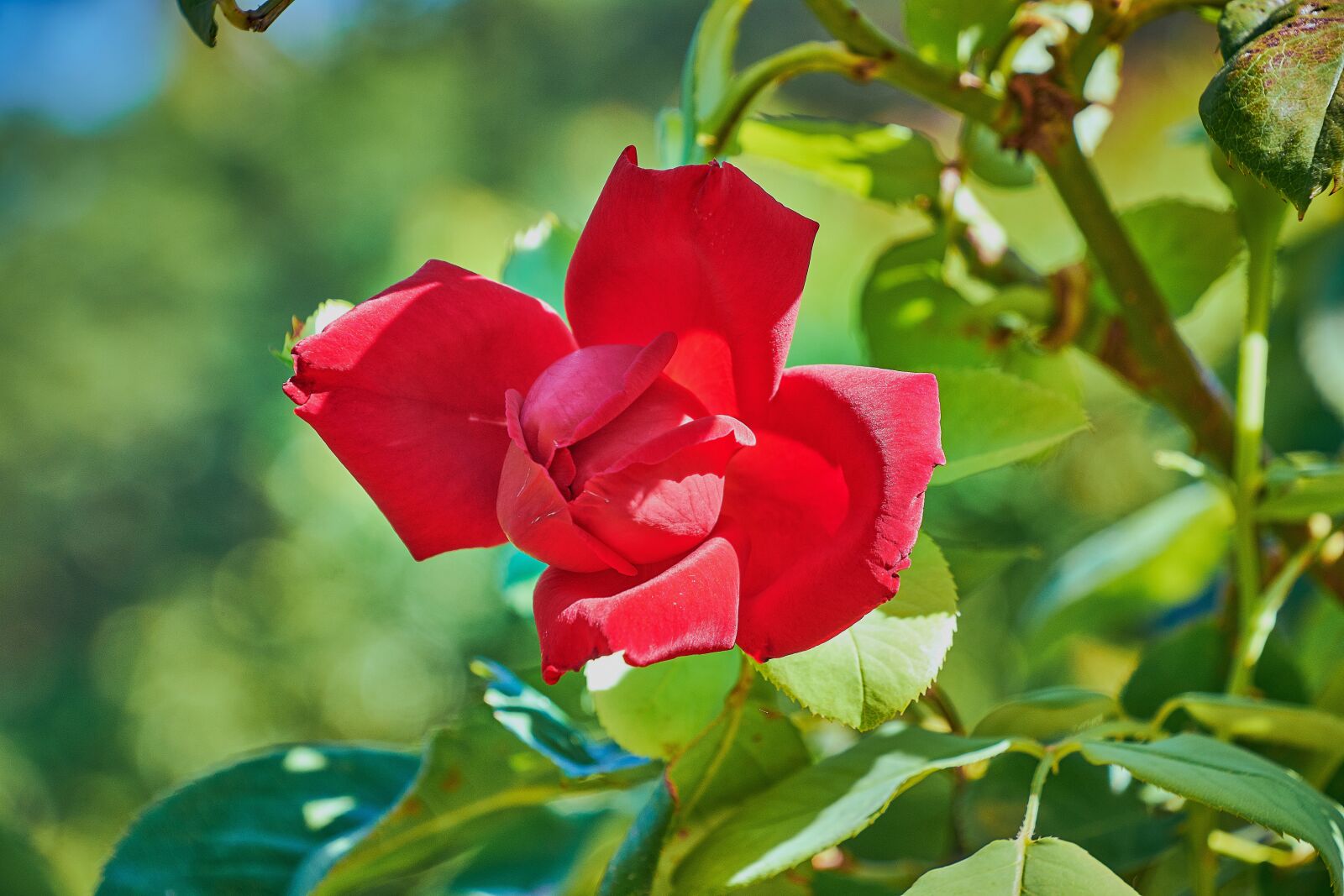 Nikon D7200 sample photo. Rosa, red, leaves photography
