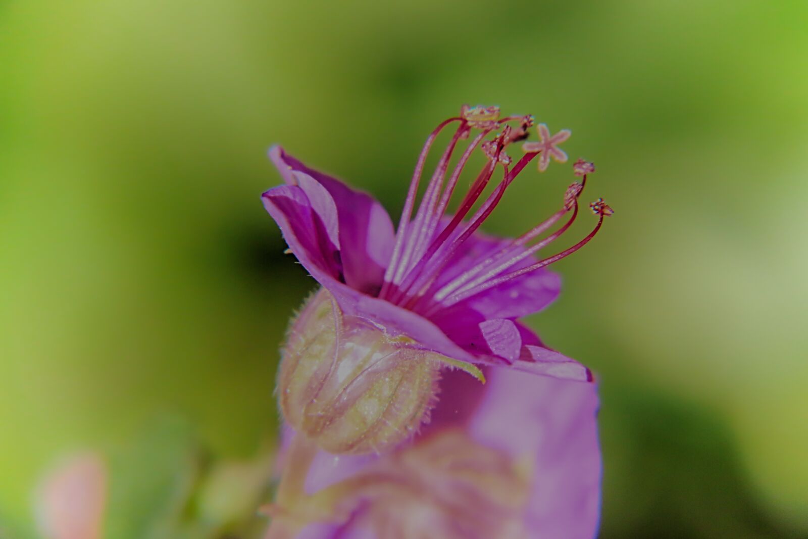 Canon EOS 70D + Canon EF-S 18-200mm F3.5-5.6 IS sample photo. Flower, geranium, violet photography