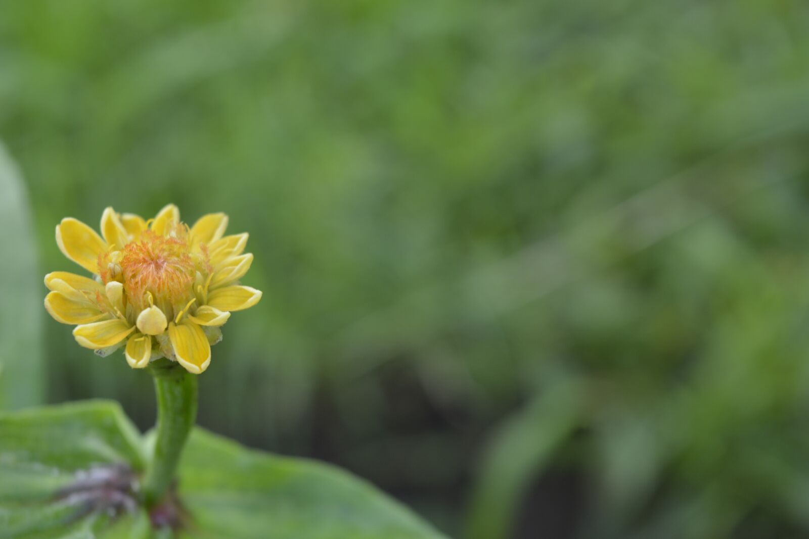 Nikon D5200 sample photo. Yellow flower, flower, nature photography