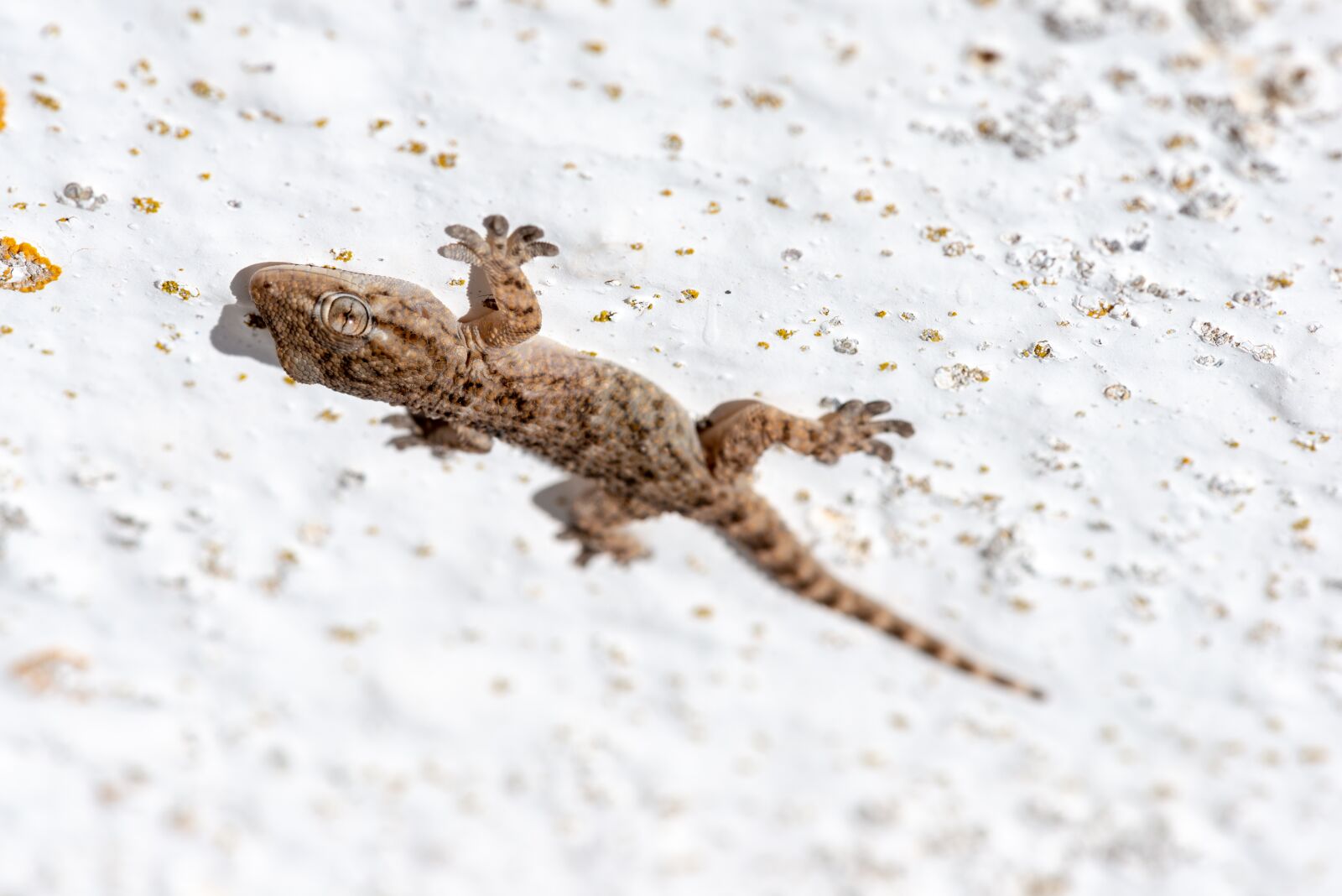 Nikon D800 sample photo. Gekko, lizard, wall photography