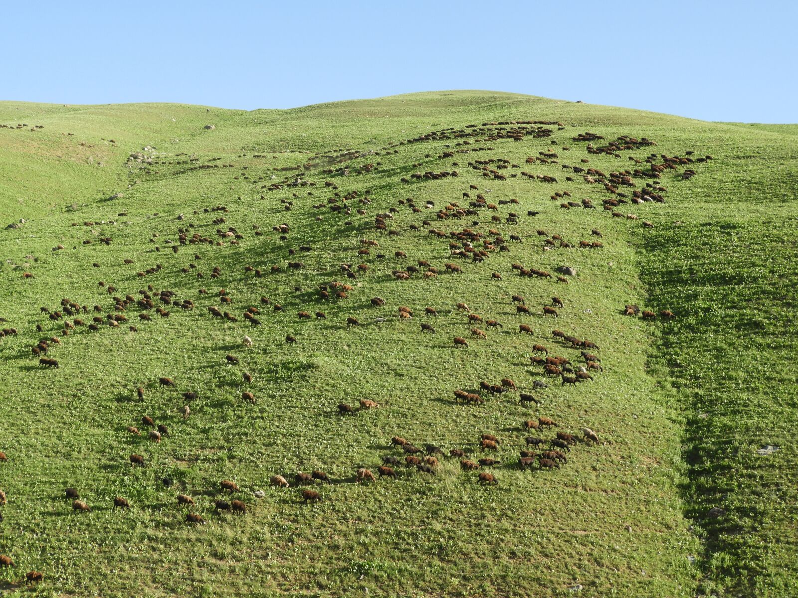 Nikon Coolpix B700 sample photo. Mountains, alpine meadow, pasture photography