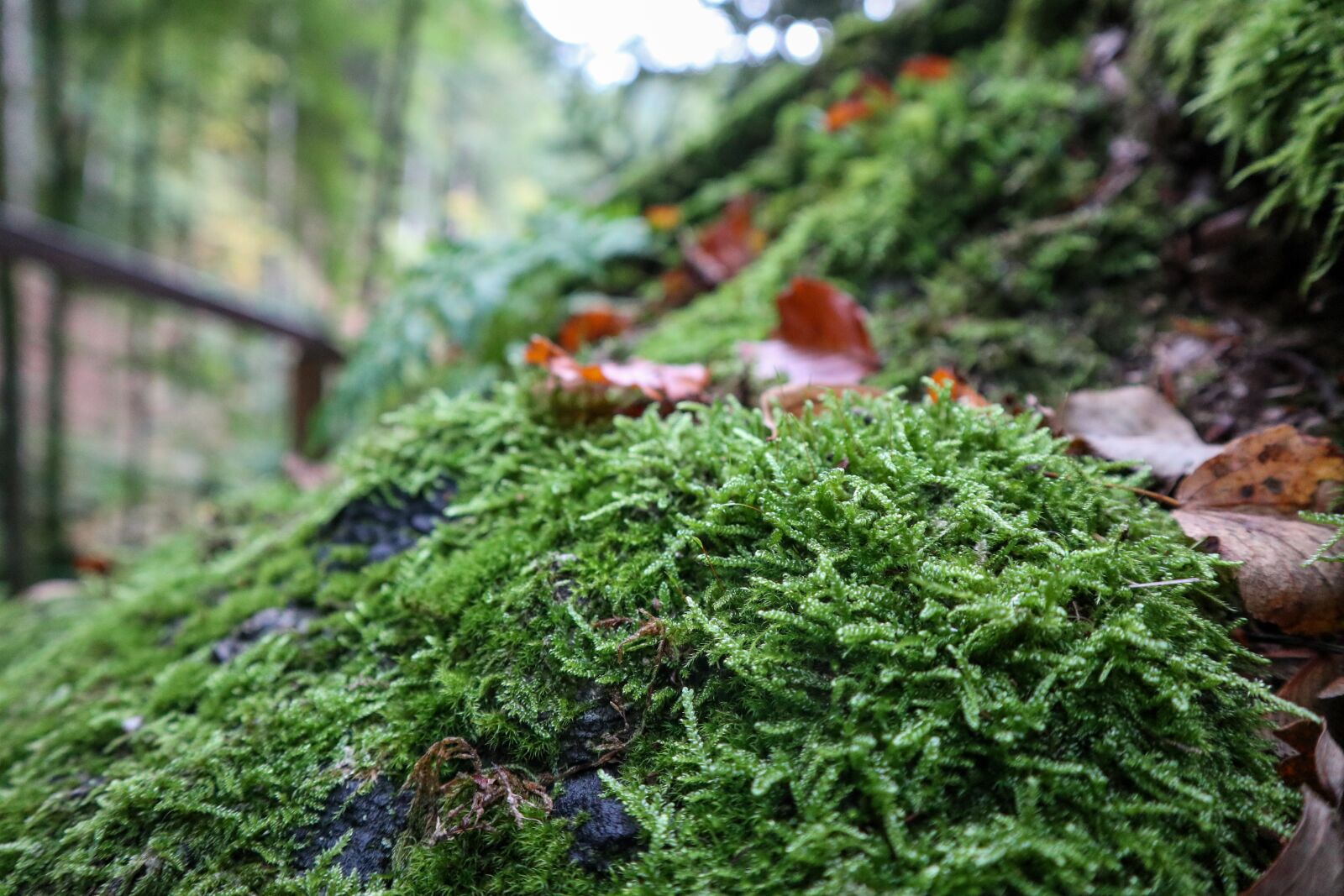 Canon EOS M100 sample photo. Moss, nature, forest photography
