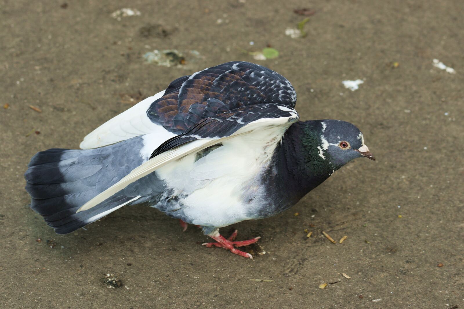 Canon EOS 7D Mark II sample photo. Dove, bird, pen photography