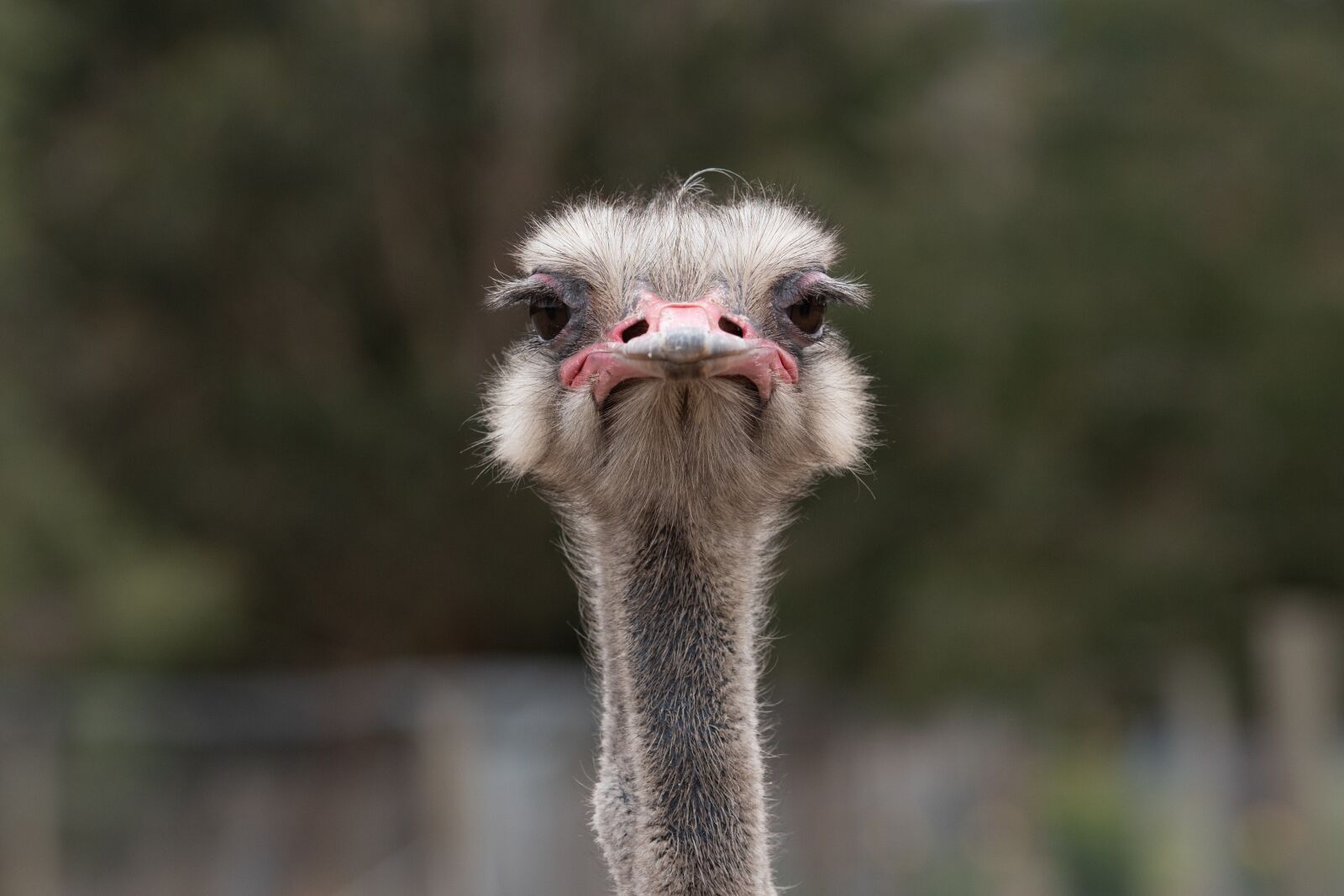 Nikon D750 sample photo. Ostrich, flightless bird, bird photography