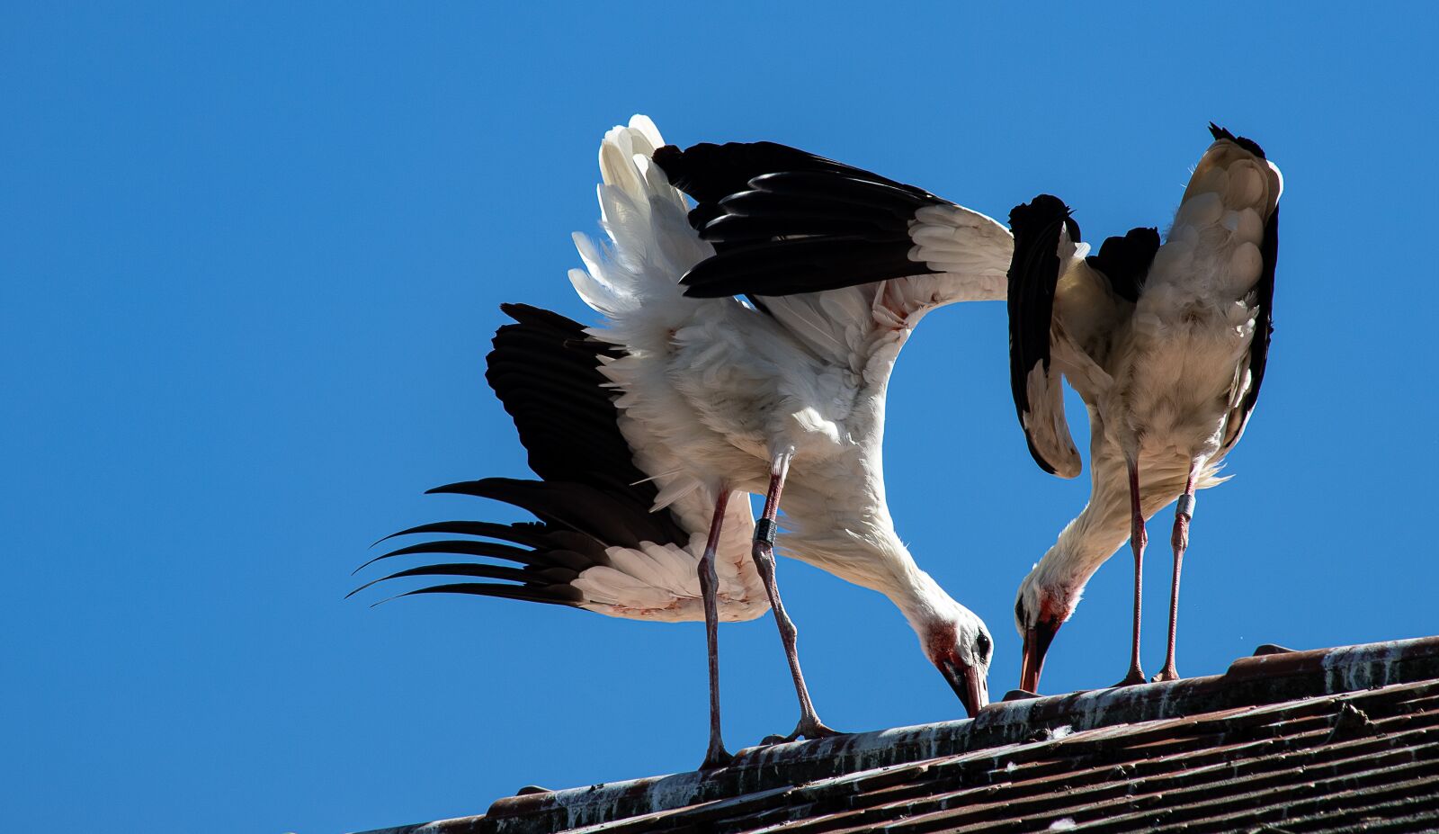 Canon EF 70-300mm F4-5.6 IS USM sample photo. Stork, storks, bird photography