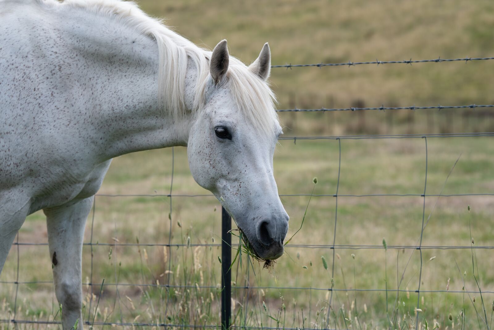 Nikon D750 sample photo. Horse, pony, equine photography