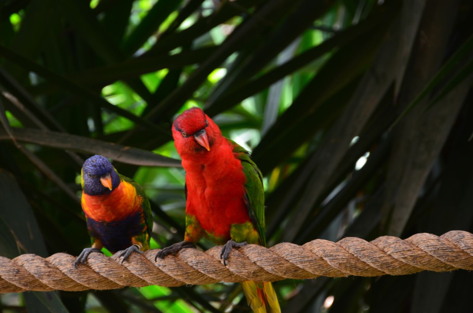 Nikon D5100 sample photo. Parrot, bird, colorful photography