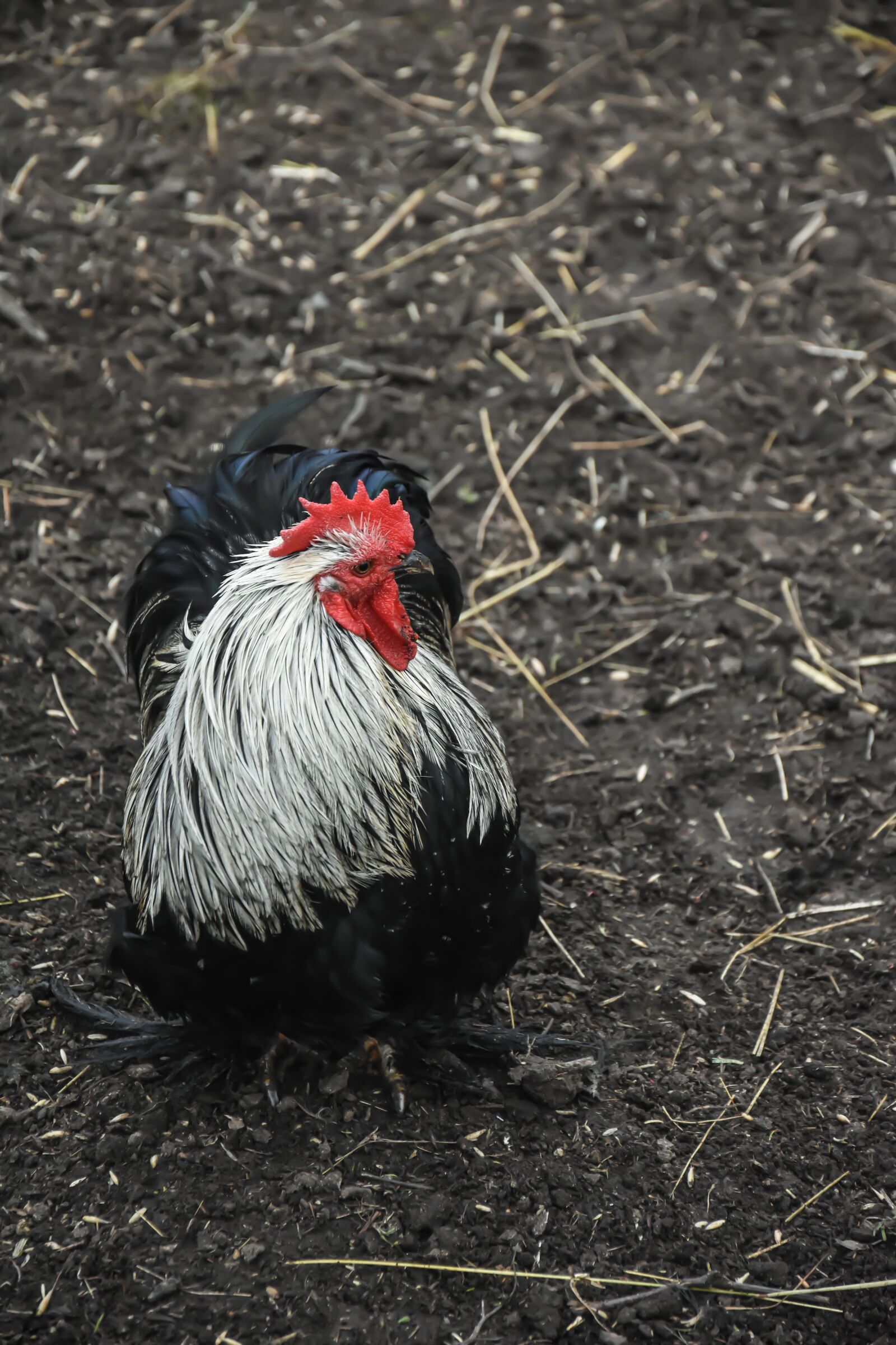 Nikon D7200 sample photo. Chicken, farm, bird photography