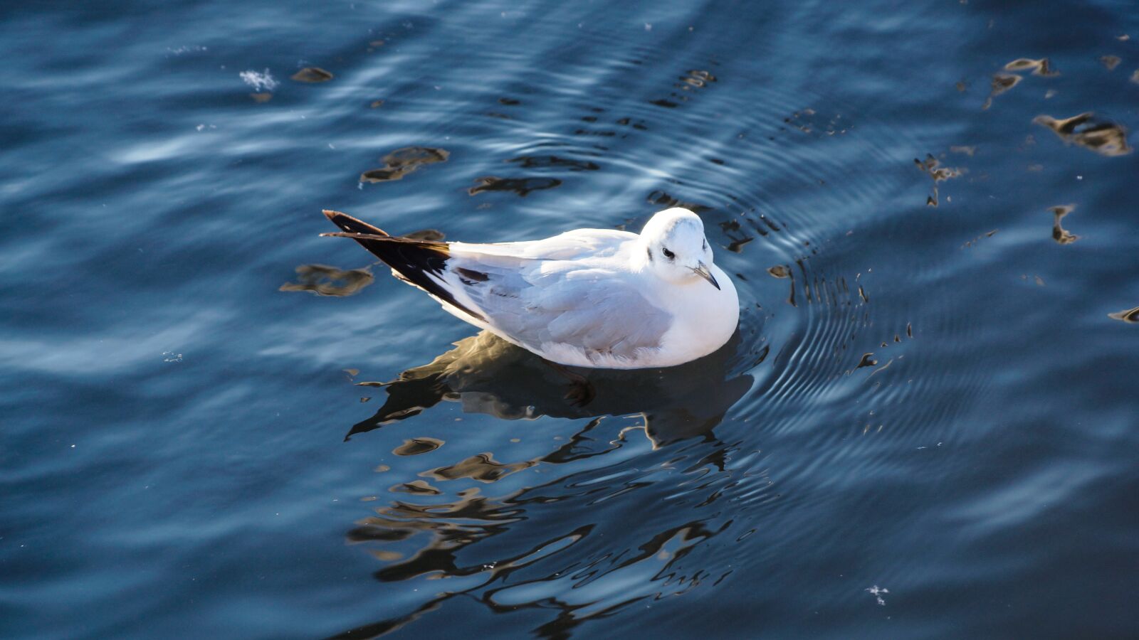 Sony DT 18-135mm F3.5-5.6 SAM sample photo. Seagull, water, swimming photography