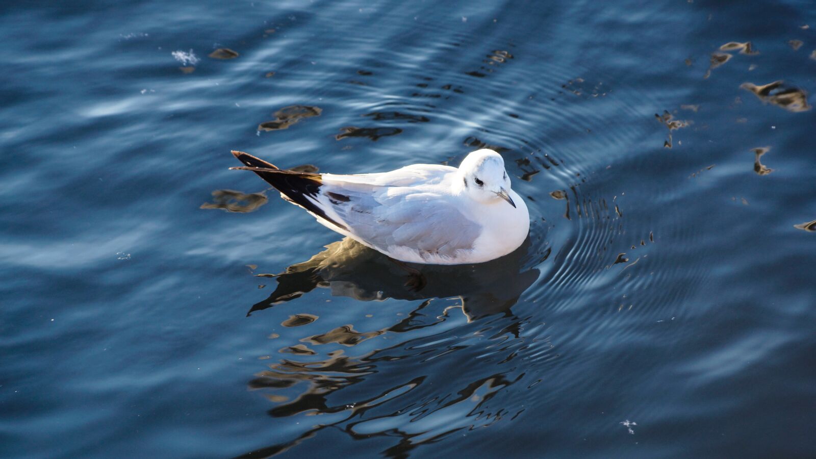 Sony SLT-A65 (SLT-A65V) + Sony DT 18-135mm F3.5-5.6 SAM sample photo. Seagull, water, swimming photography