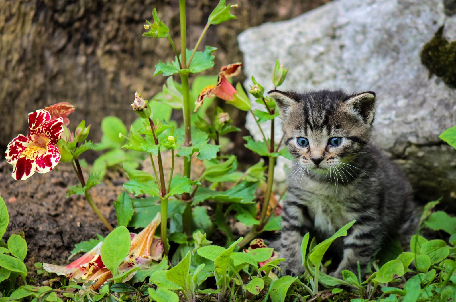 Canon EOS 1100D (EOS Rebel T3 / EOS Kiss X50) sample photo. Kitten, cat, kitty photography