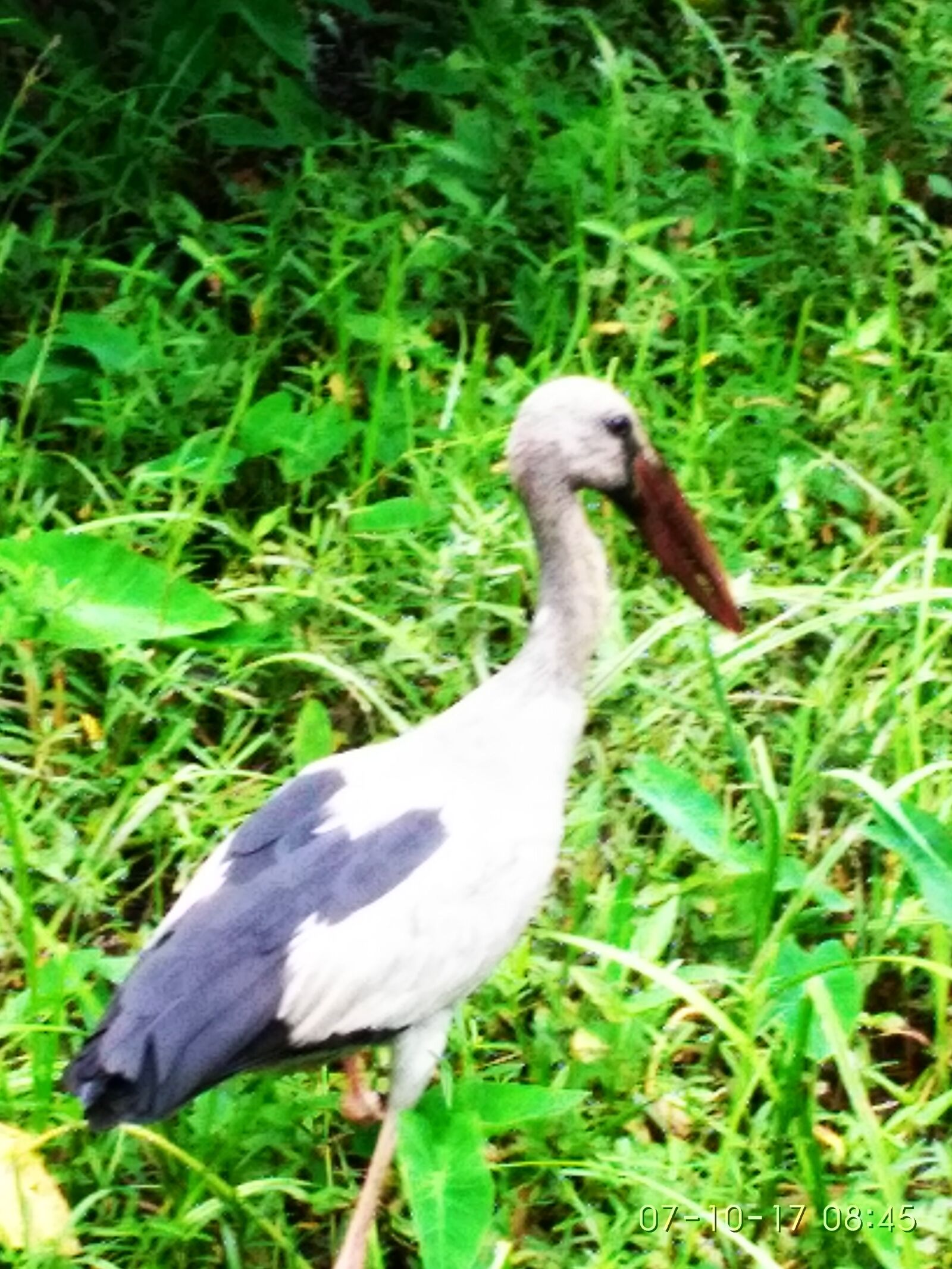 Xiaomi Redmi 3S sample photo. Bird photography