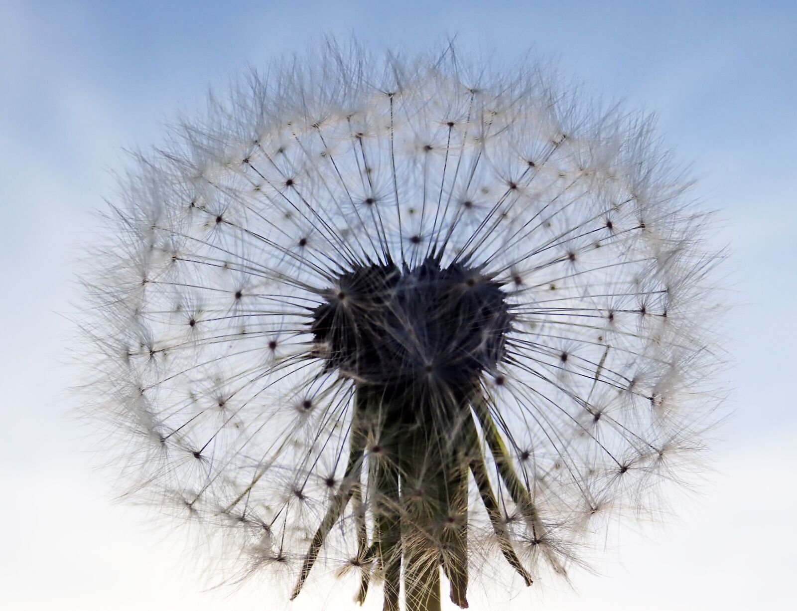 Olympus TG-5 sample photo. Dandelion, silhouette, plant photography