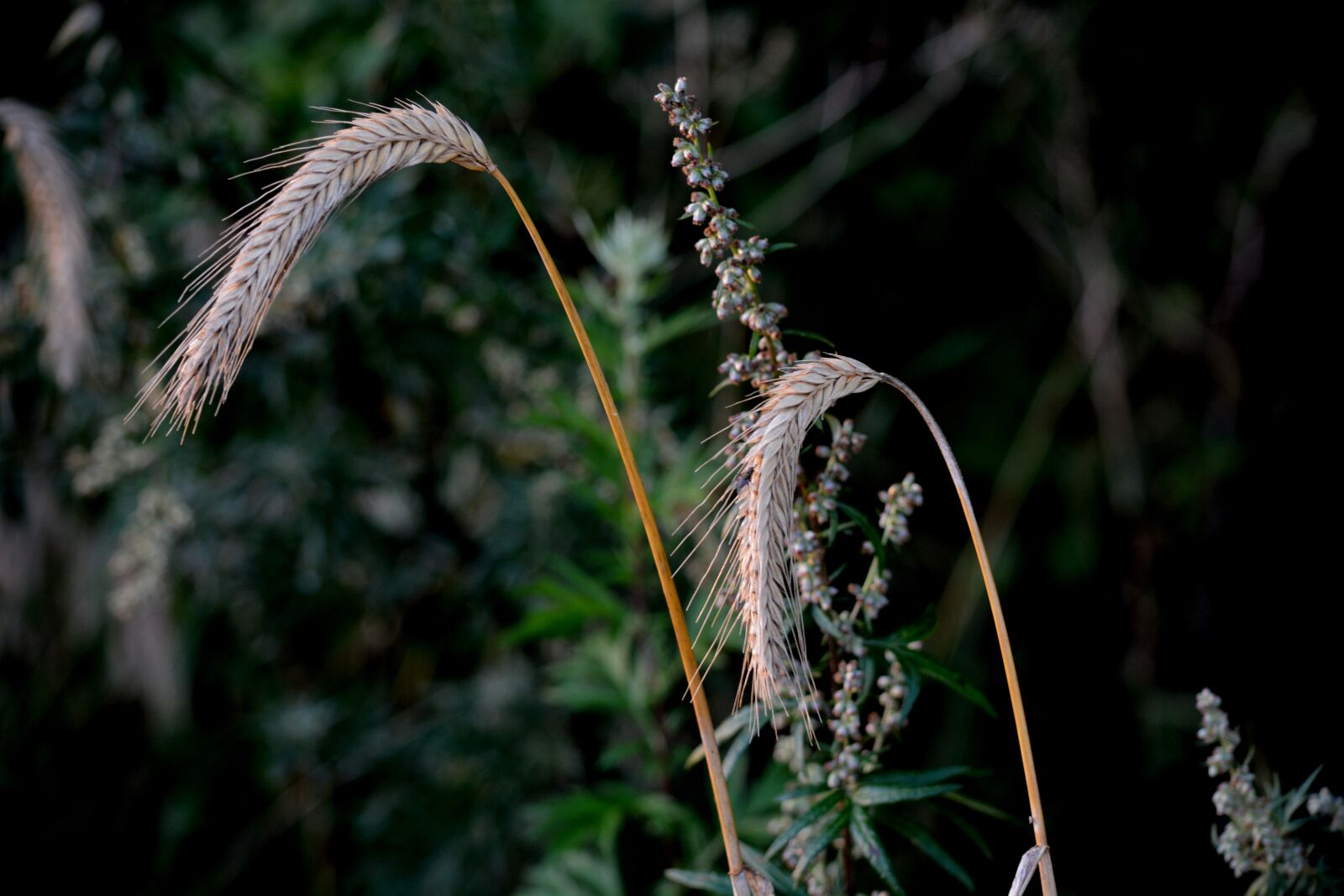 Nikon D7100 sample photo. Landscape, cereals, wheat photography