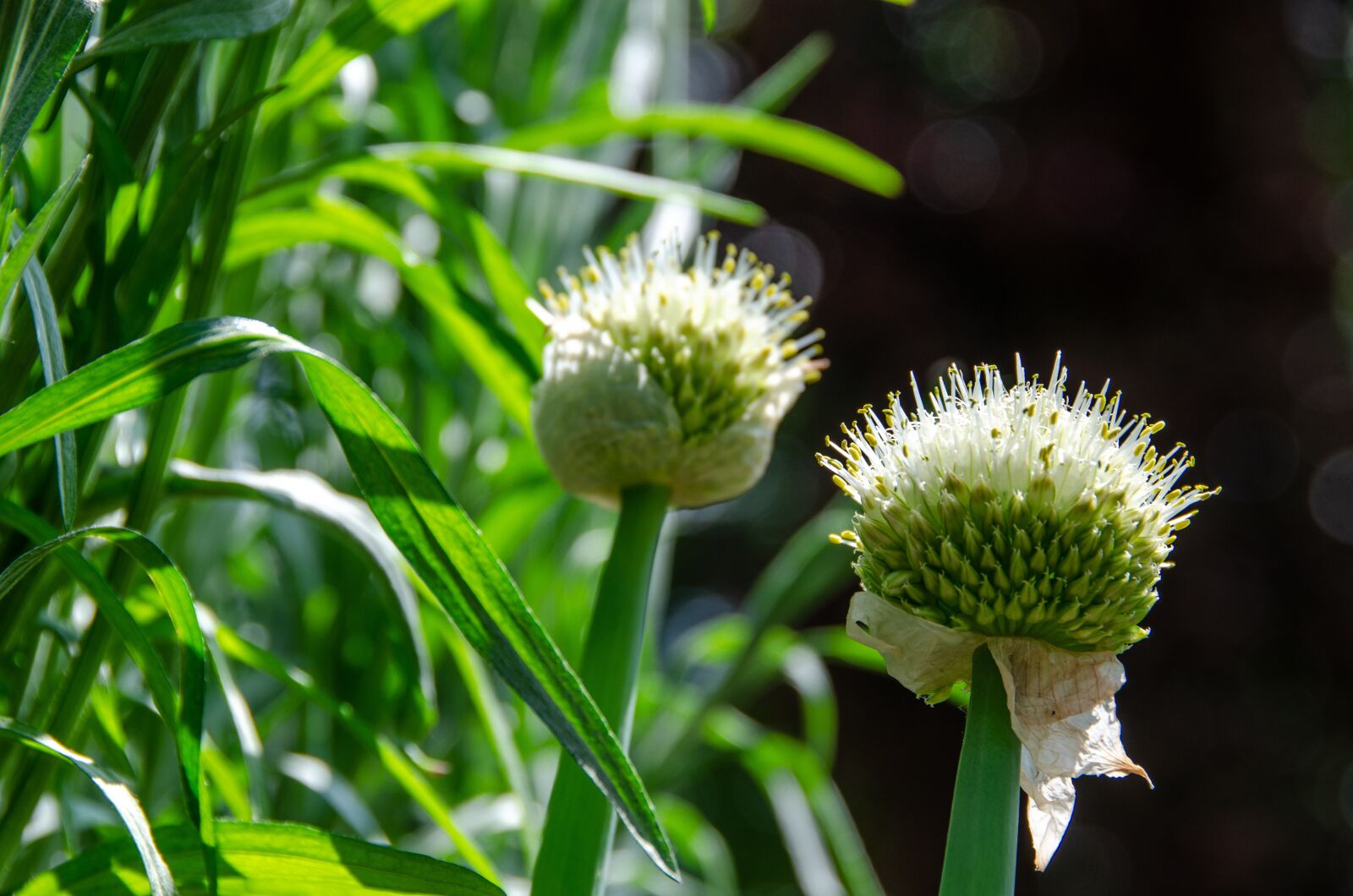 Nikon D7000 sample photo. Tarragon, onion, blossom photography