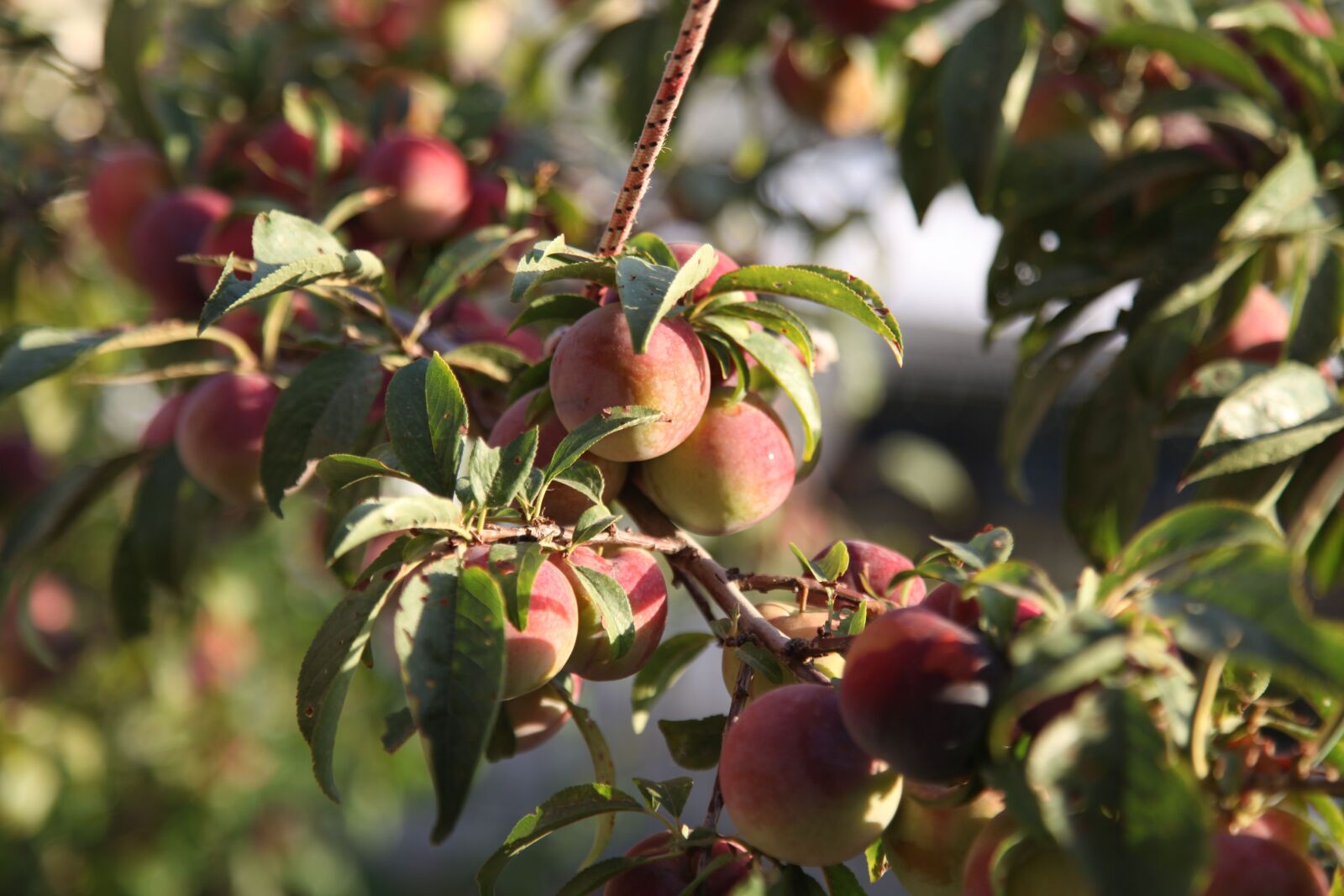 Canon EOS 5D Mark II sample photo. Fruit, fresh, healthy photography