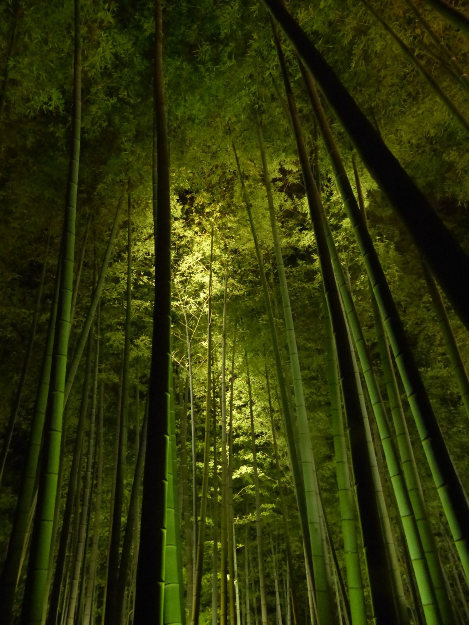 Panasonic Lumix DMC-FZ200 sample photo. Bamboo forest, kyoto, kodai-ji photography