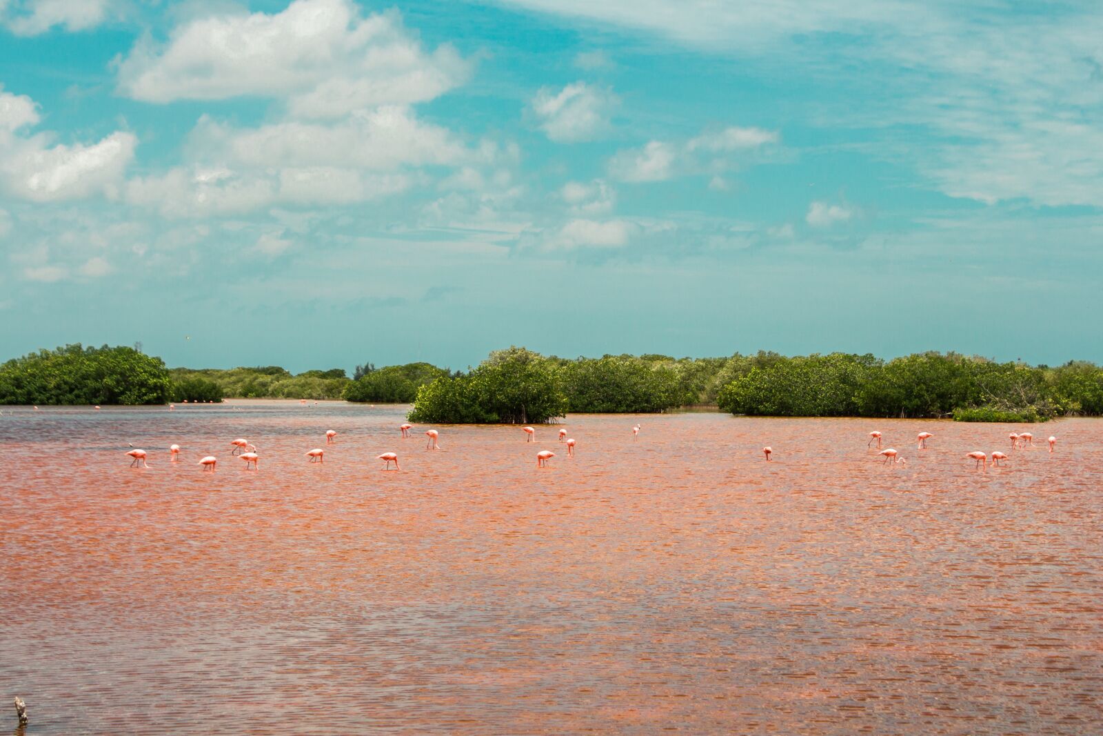 Canon EOS 650D (EOS Rebel T4i / EOS Kiss X6i) sample photo. Nature, flamingo, mangrove swamp photography