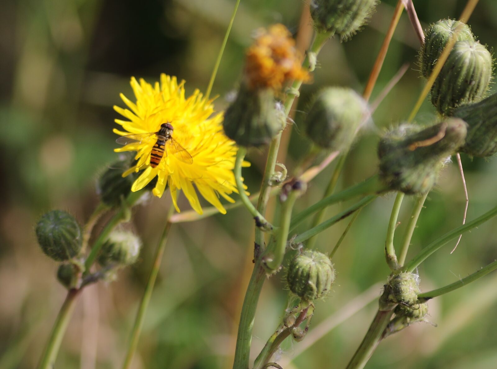 Canon EF 70-300mm F4-5.6L IS USM sample photo. Wasp, dandelion, flower photography