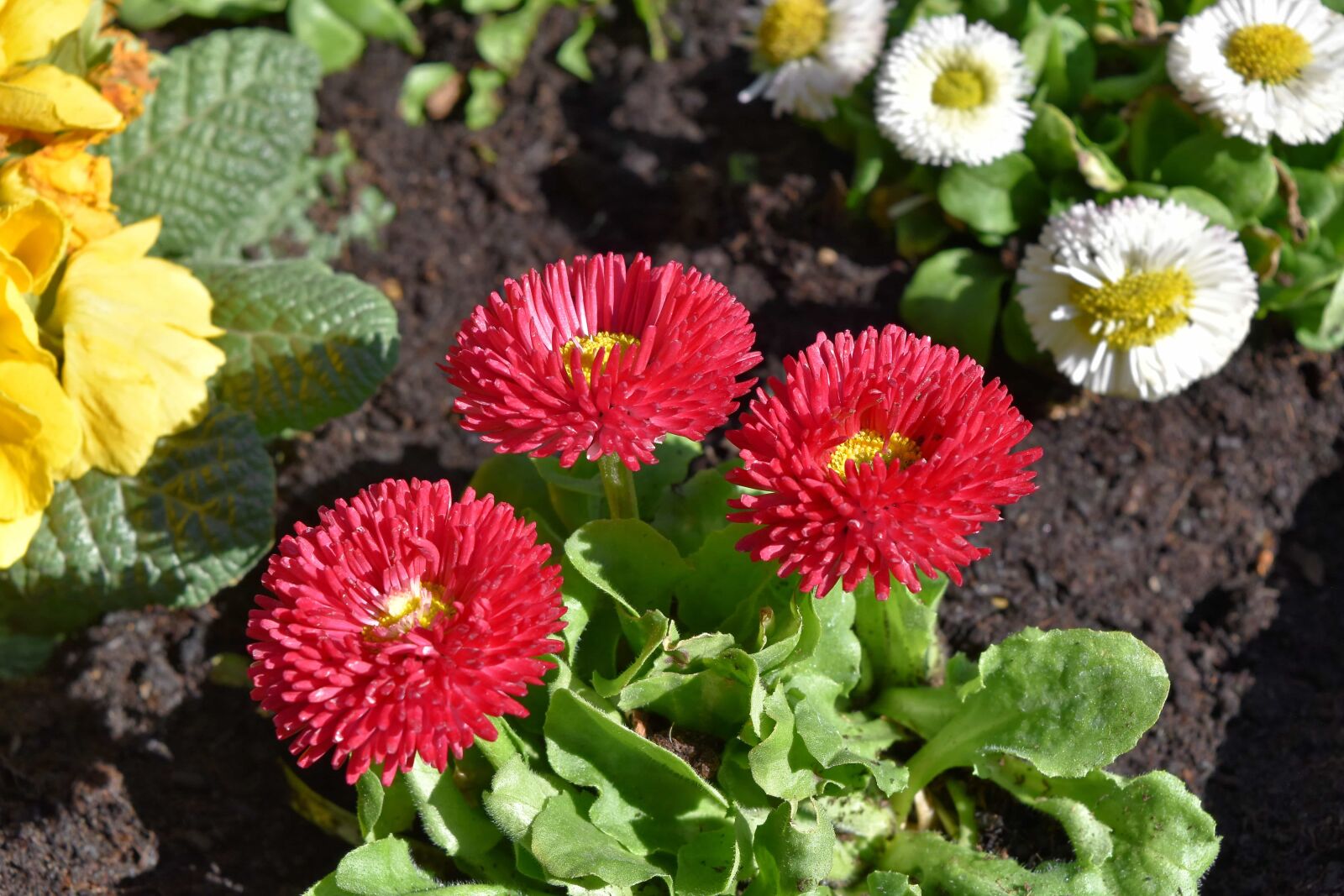 Nikon D5500 sample photo. Pink, nature, plant, flora photography