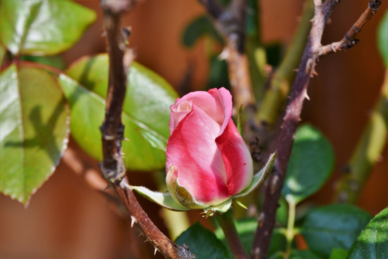Nikon D7200 sample photo. Rose, rose bloom, red photography