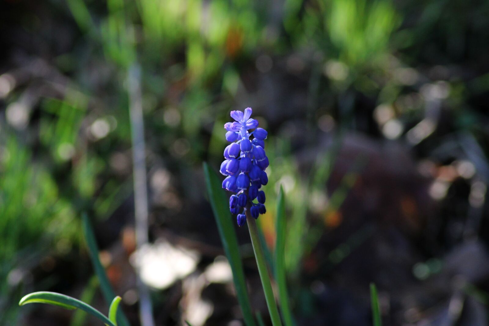 Canon EOS 1100D (EOS Rebel T3 / EOS Kiss X50) sample photo. Muscari, hyacinth, spring photography