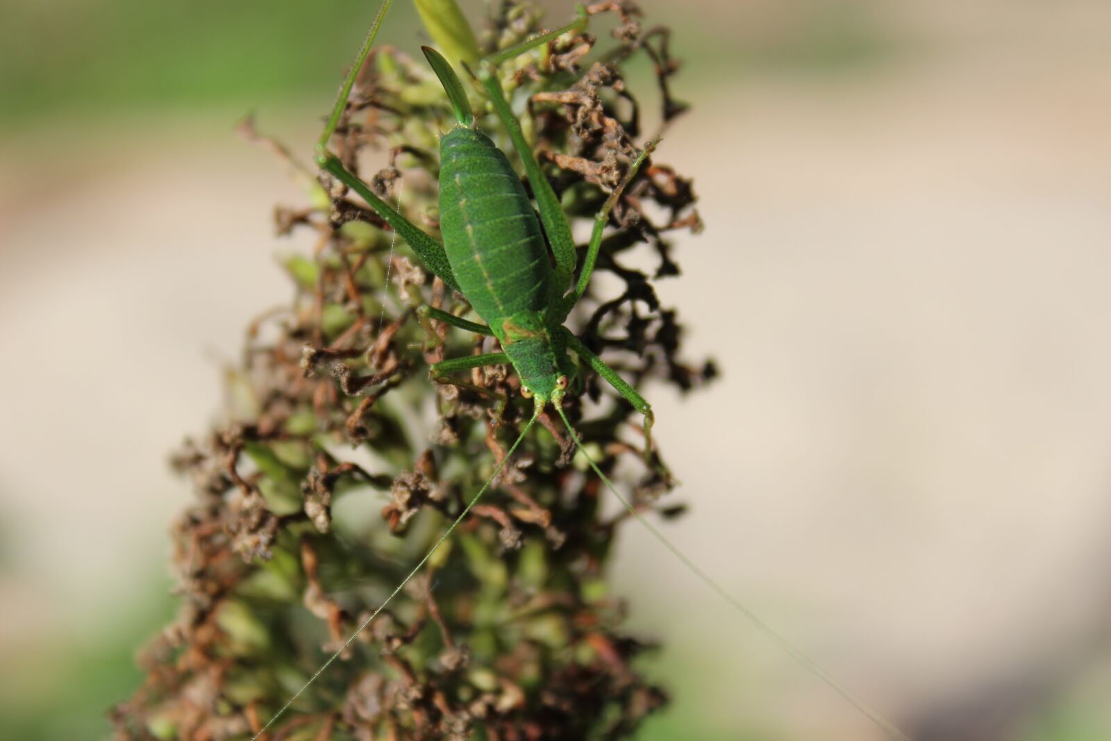 Canon EOS 600D (Rebel EOS T3i / EOS Kiss X5) sample photo. Insect, aphid, nature photography