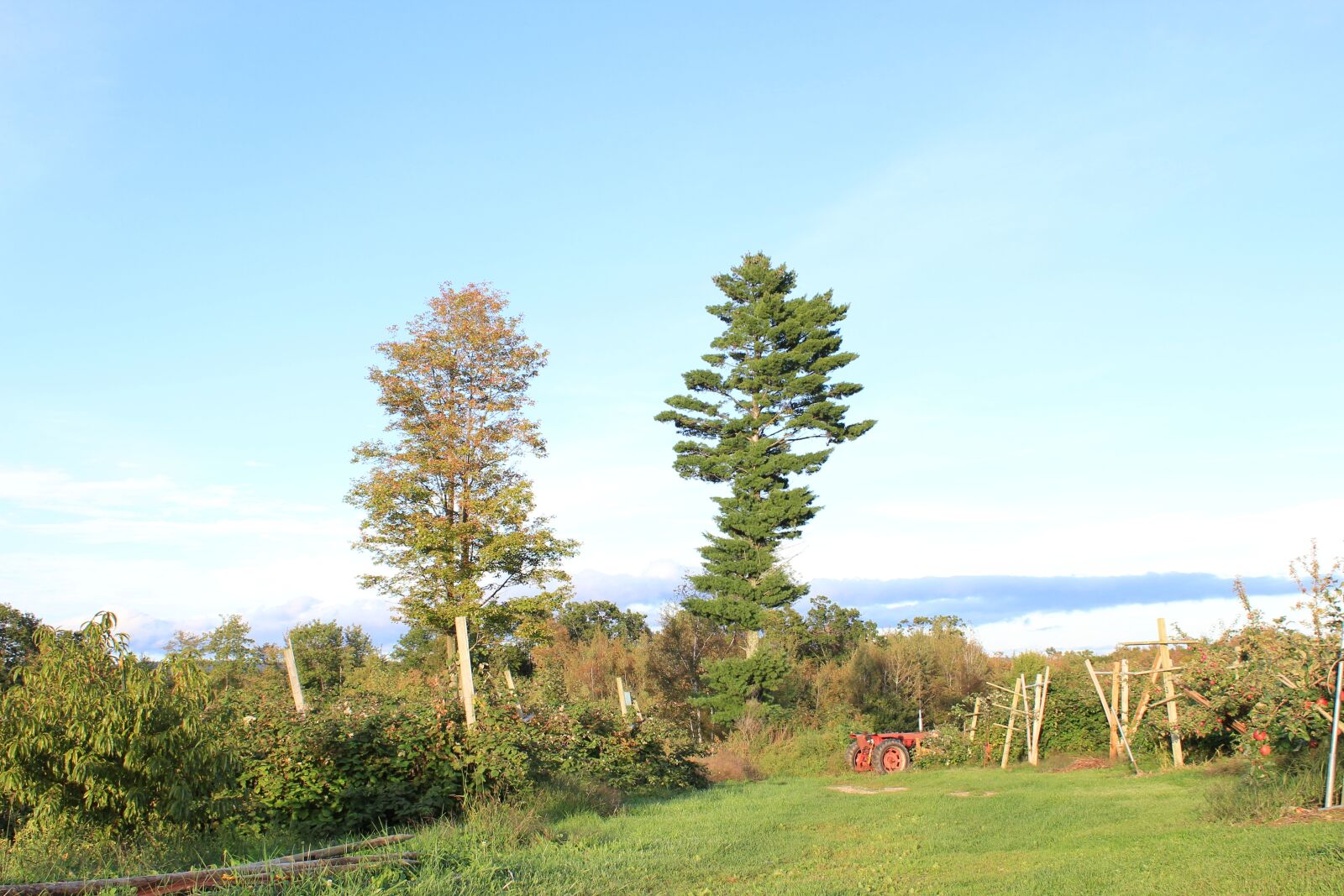 Canon EOS 550D (EOS Rebel T2i / EOS Kiss X4) sample photo. Trees, landscape, farm photography