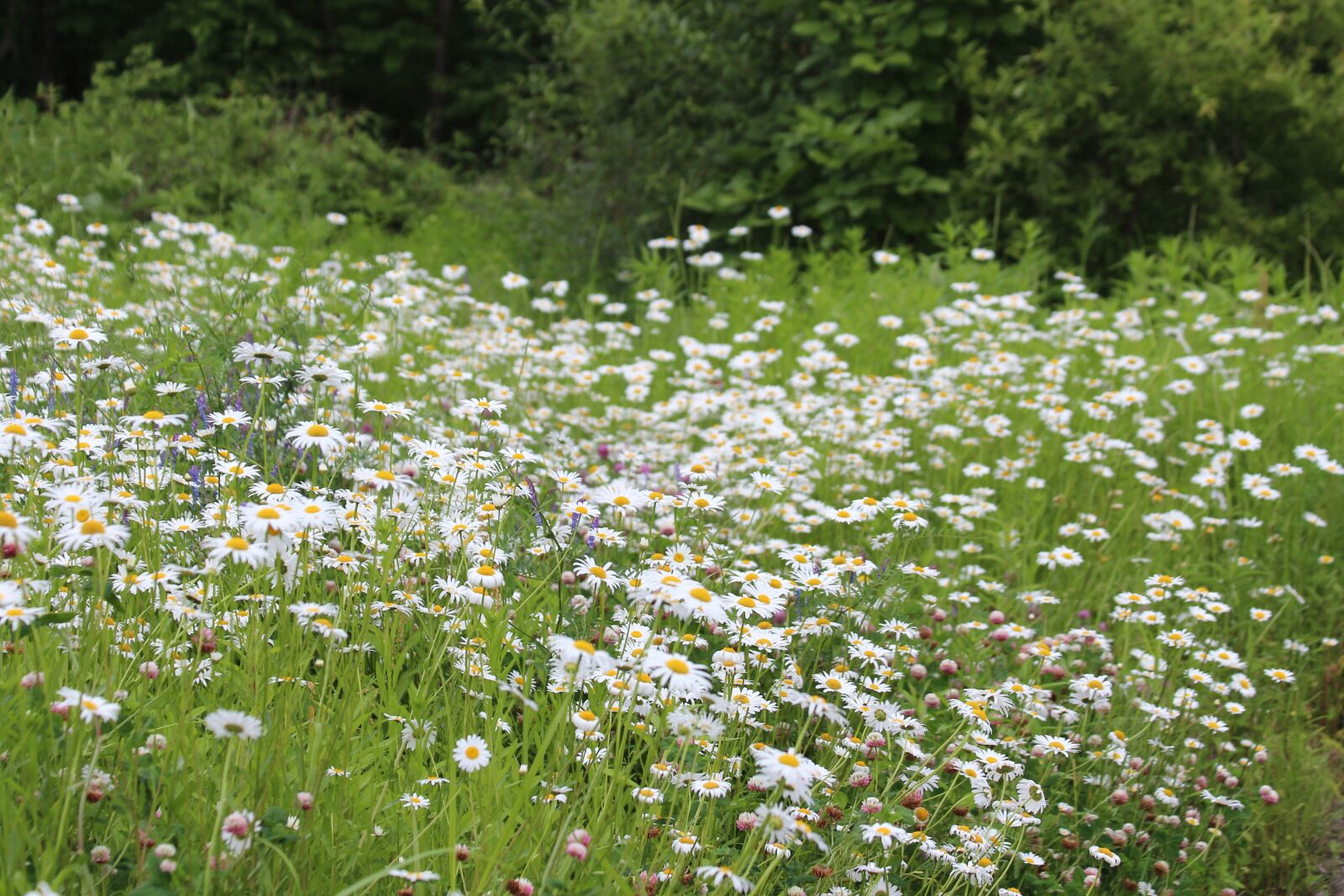 Canon EOS 650D (EOS Rebel T4i / EOS Kiss X6i) sample photo. Chamomile, field, meadow photography