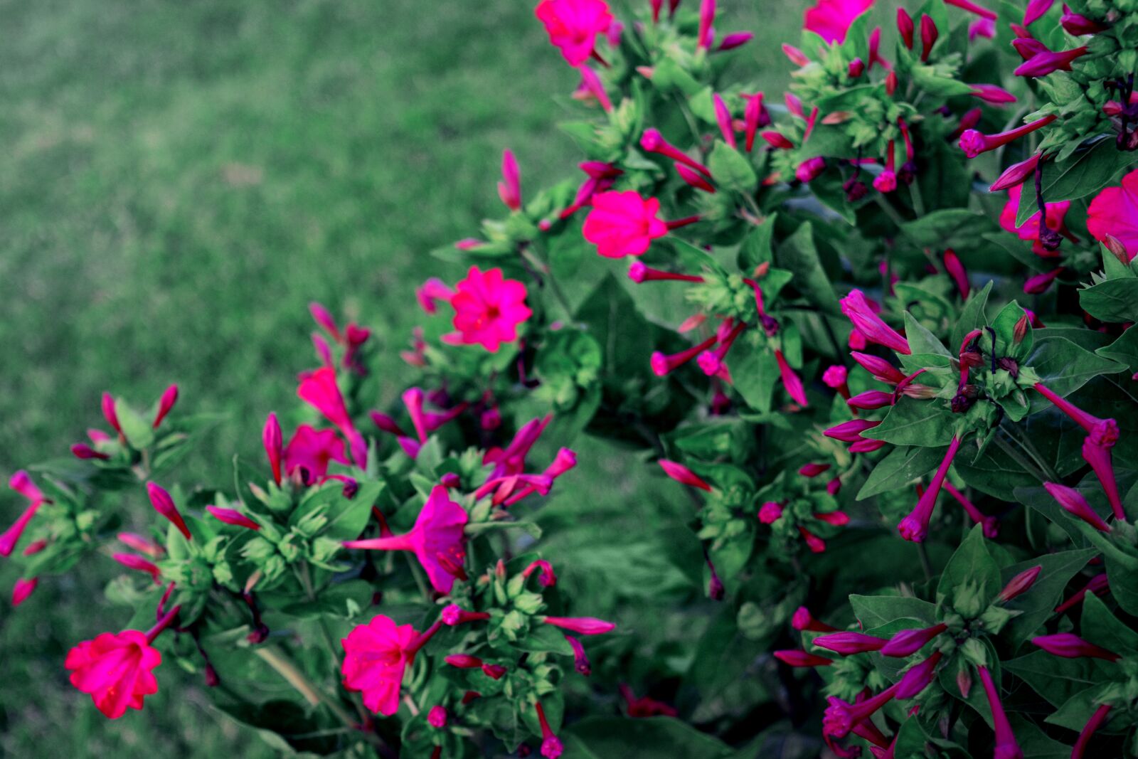 Nikon D3300 sample photo. Purple flowers, pink, green photography