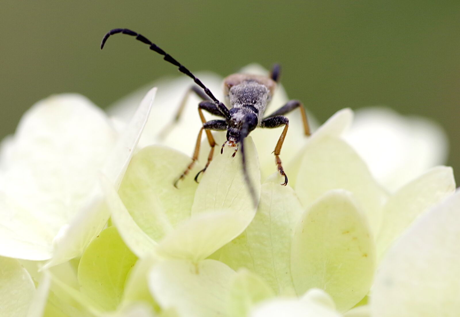 Pentax K-S2 sample photo. K zkowate, the beetle photography