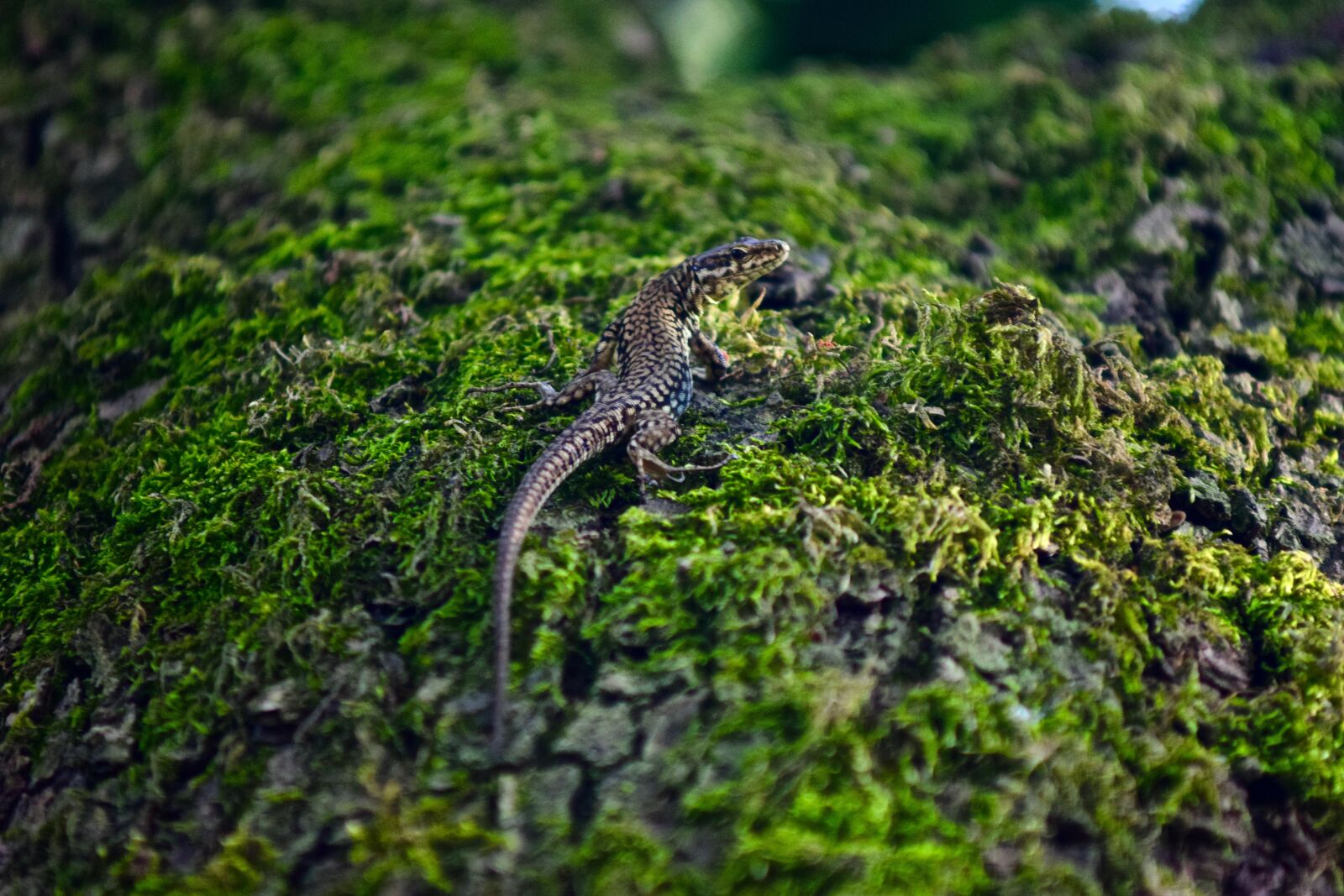 Nikon D3300 sample photo. Lizard, green, reptile photography