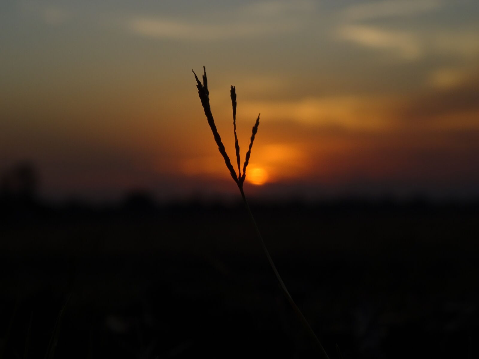 Sony DSC-HX60V sample photo. Field, grass, sunset photography