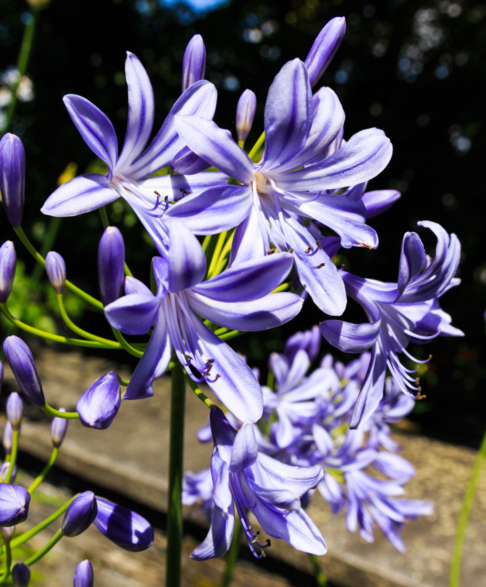 Canon EOS 650D (EOS Rebel T4i / EOS Kiss X6i) sample photo. Flower purple, summer, spring photography