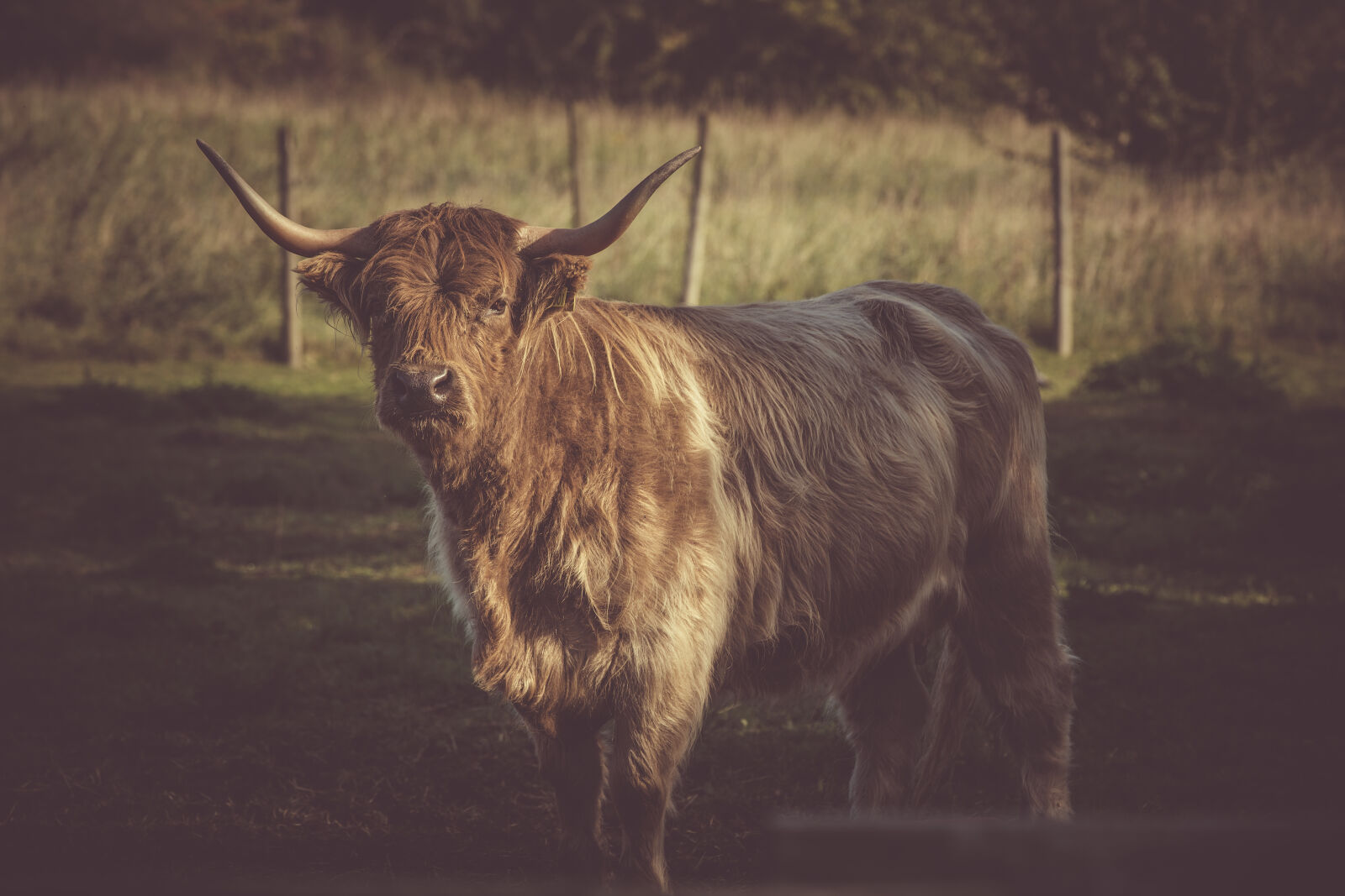 Canon EF 70-200mm F2.8L IS II USM sample photo. Agriculture, animal, cattle, countryside photography