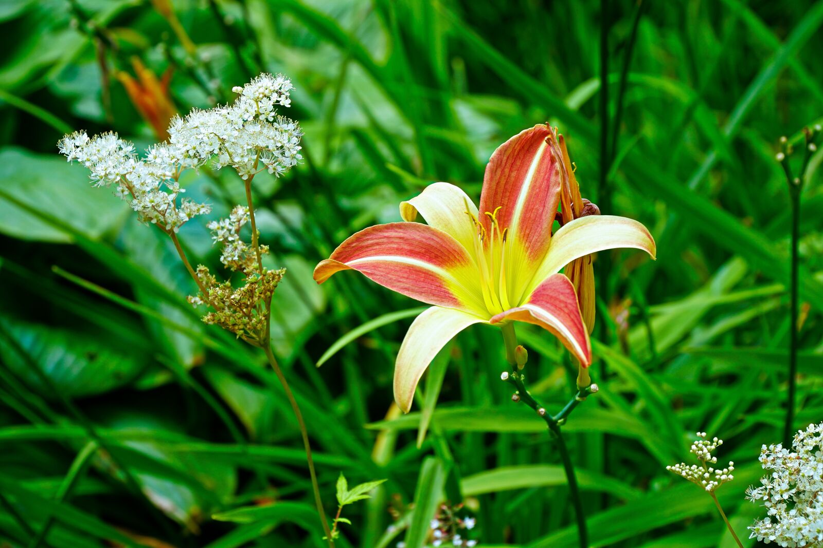 Sony a6300 sample photo. Lily, flower, plant photography